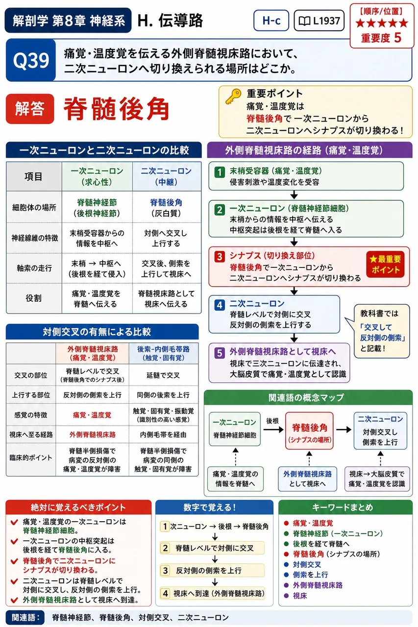 痛覚・温度覚を伝える外側脊髄視床路において、二次ニューロンへ切り換えられる場所はどこか。 解説図