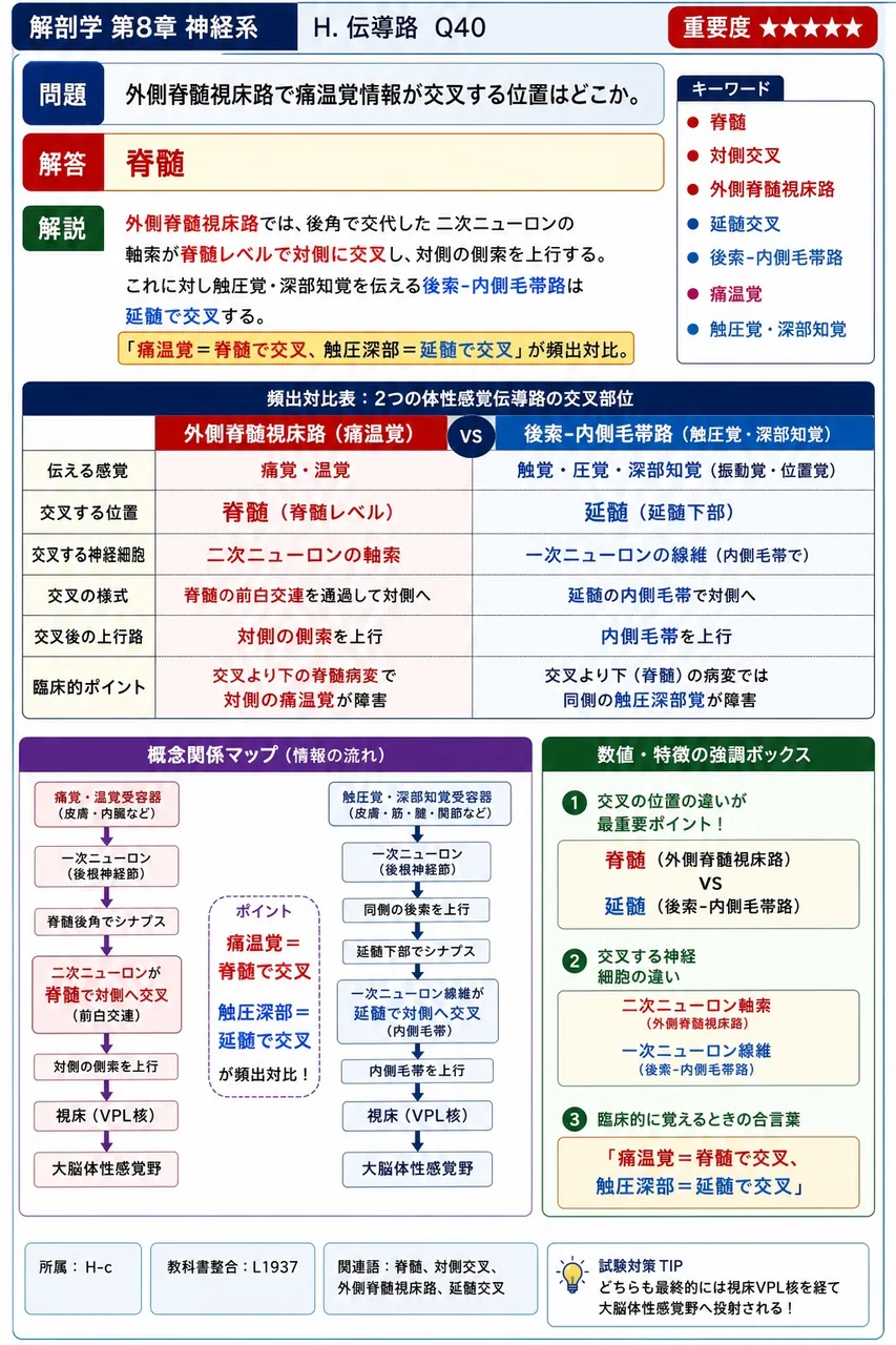外側脊髄視床路で痛温覚情報が交叉する位置はどこか。 解説図