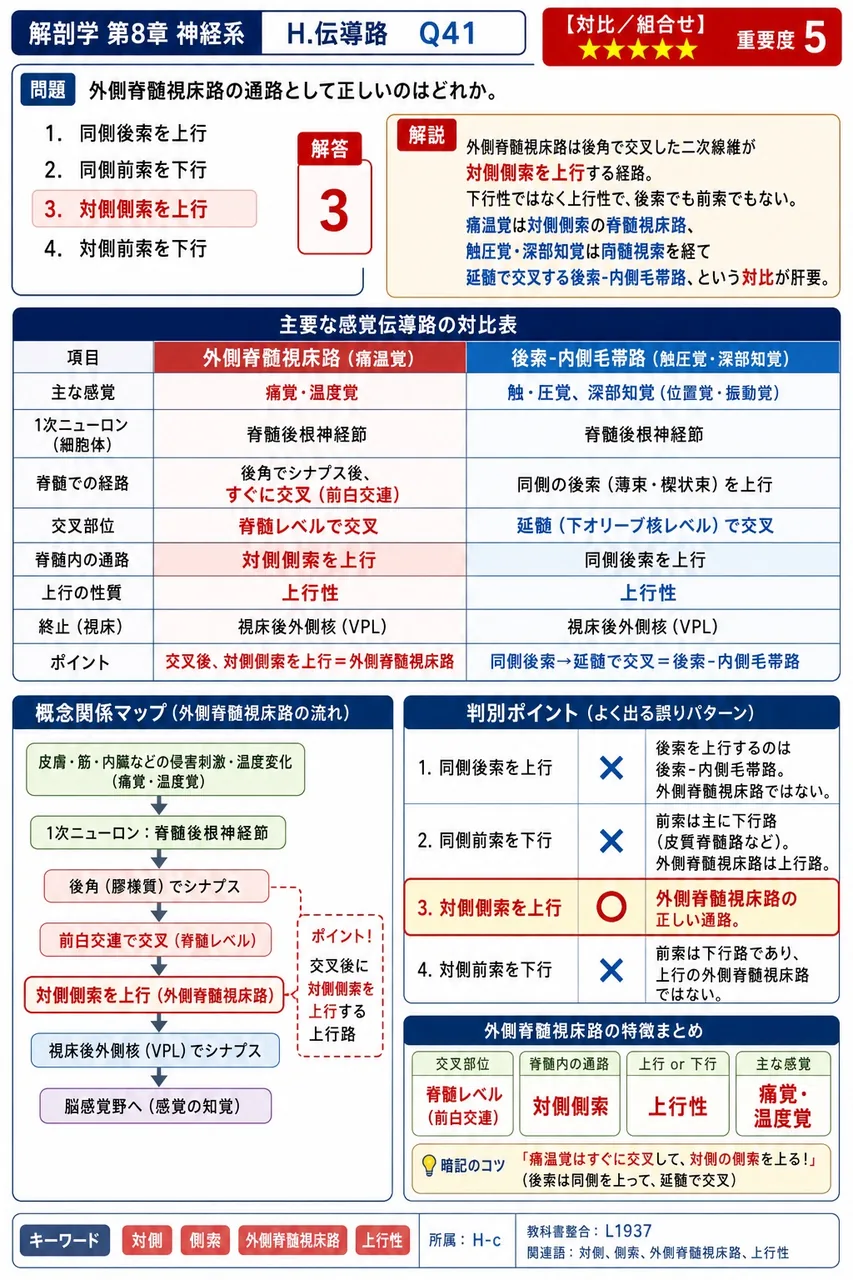 外側脊髄視床路の通路として正しいのはどれか。 解説図