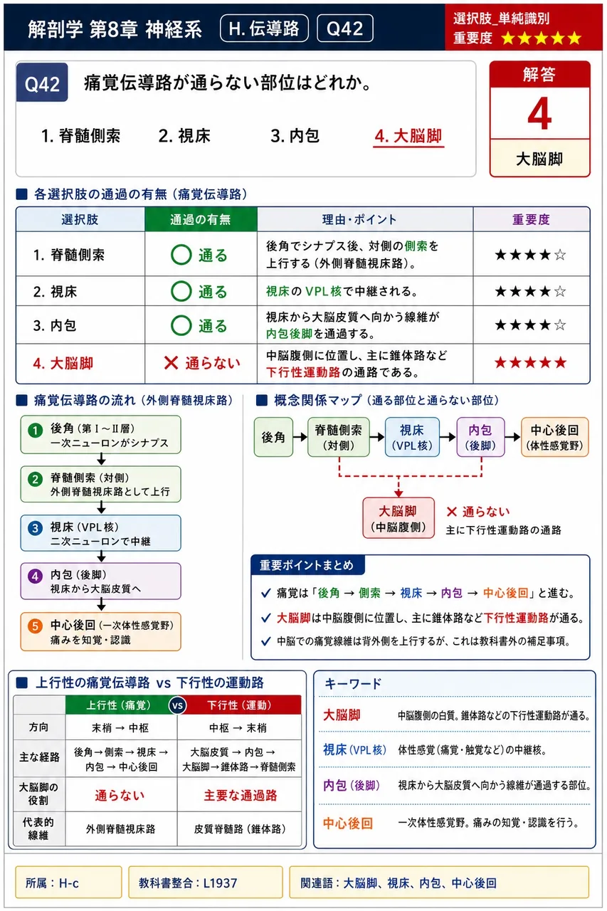 痛覚伝導路が通らない部位はどれか。 解説図