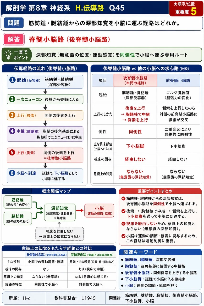 筋紡錘・腱紡錘からの深部知覚を小脳に運ぶ経路はどれか。 解説図