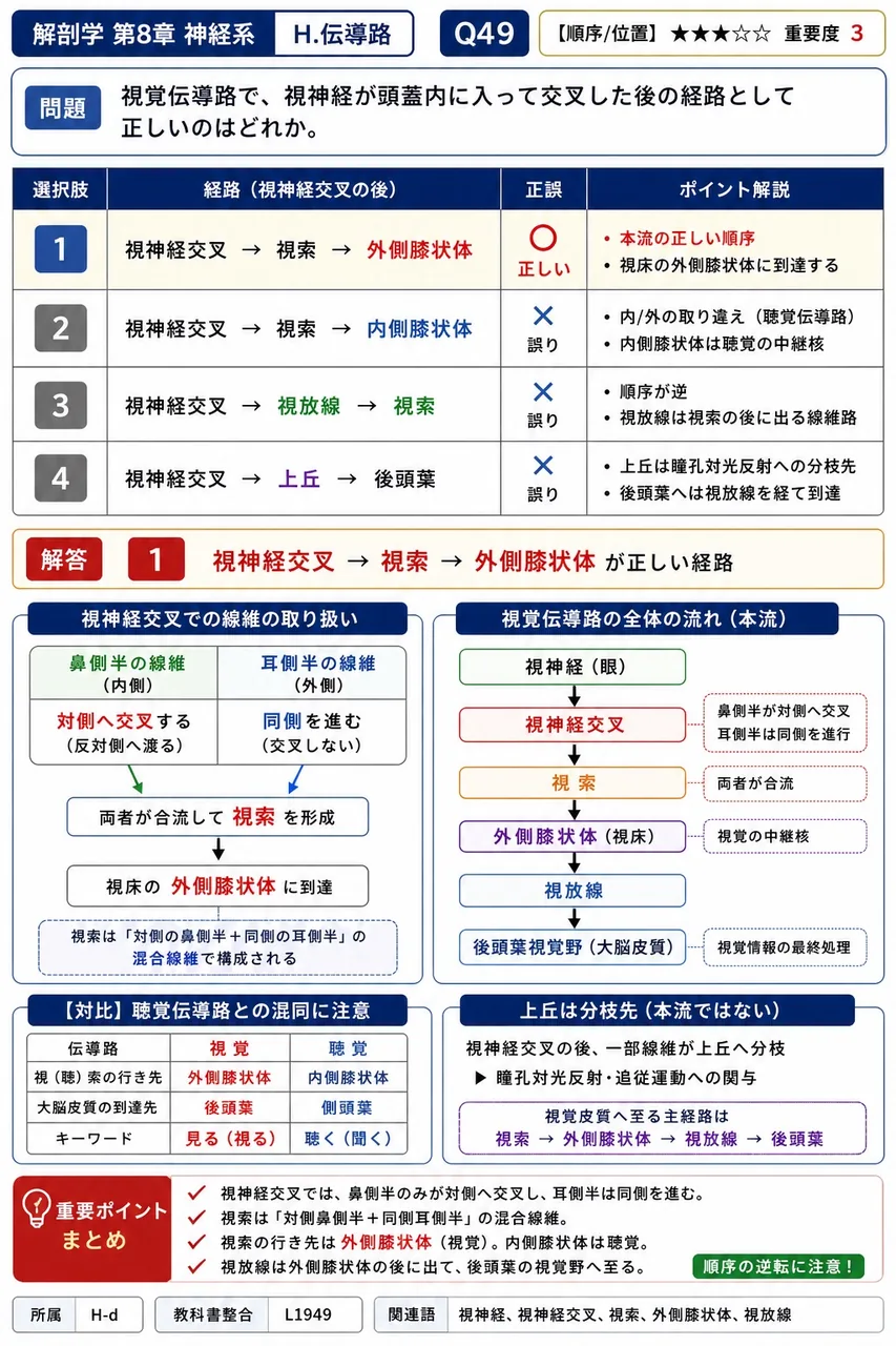 視覚伝導路で、視神経が頭蓋内に入って交叉した後の経路として正しいのはどれか。 解説図