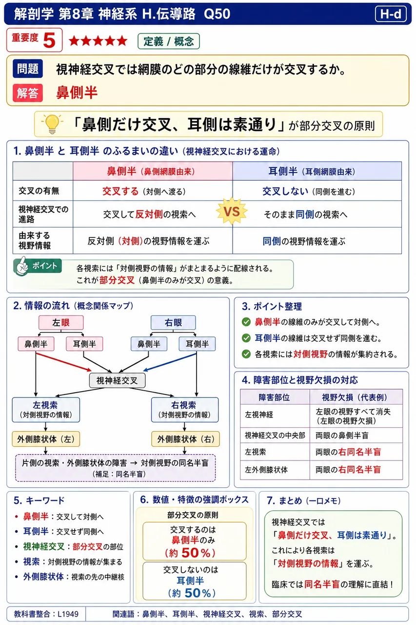 視神経交叉では網膜のどの部分の線維だけが交叉するか。 解説図