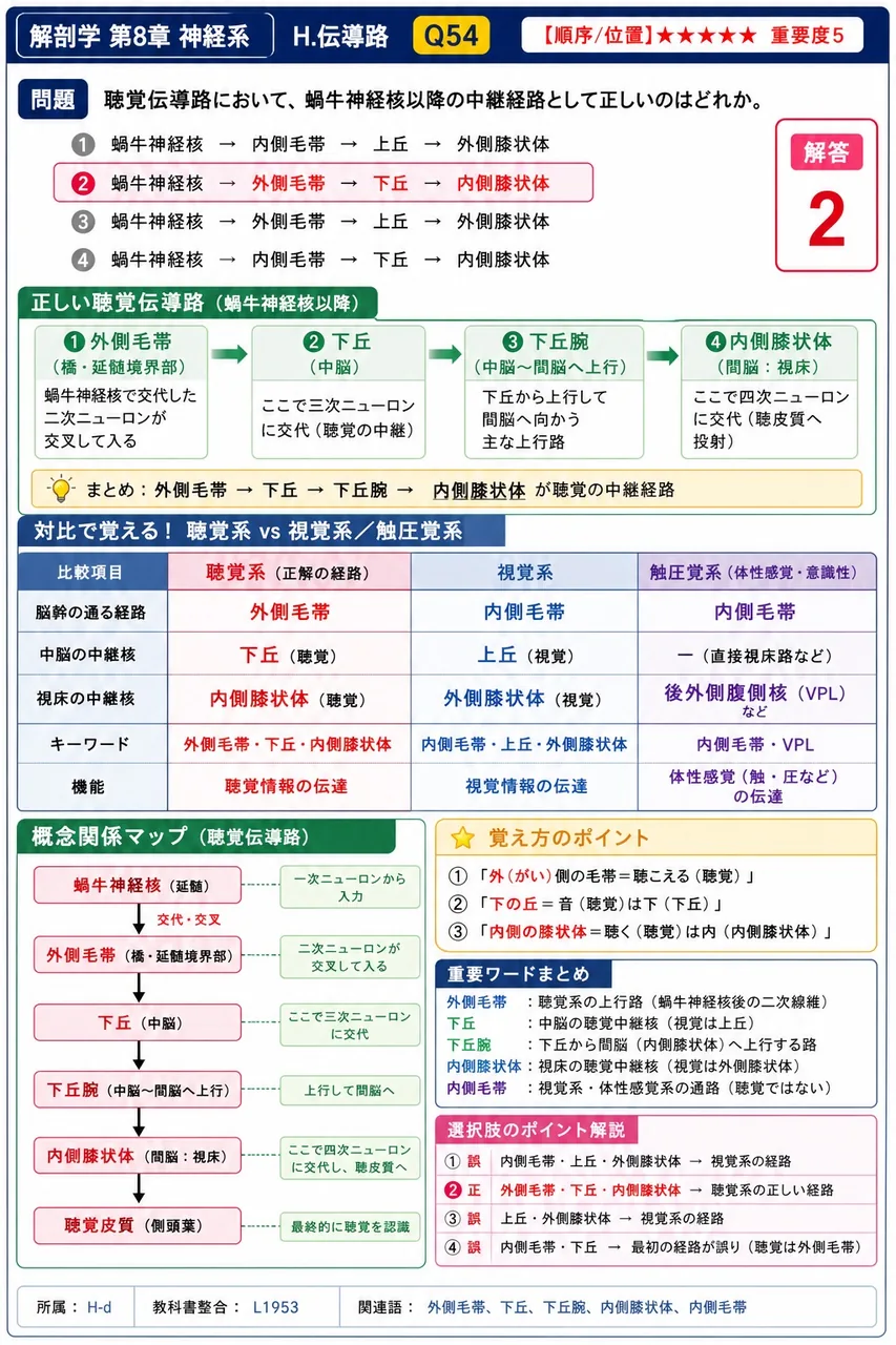 聴覚伝導路において、蝸牛神経核以降の中継経路として正しいのはどれか。 解説図