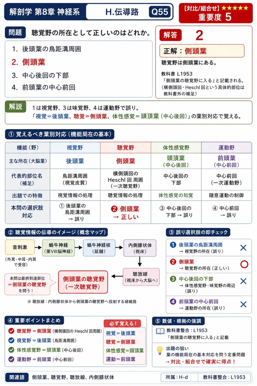 聴覚野の所在として正しいのはどれか。 解説図
