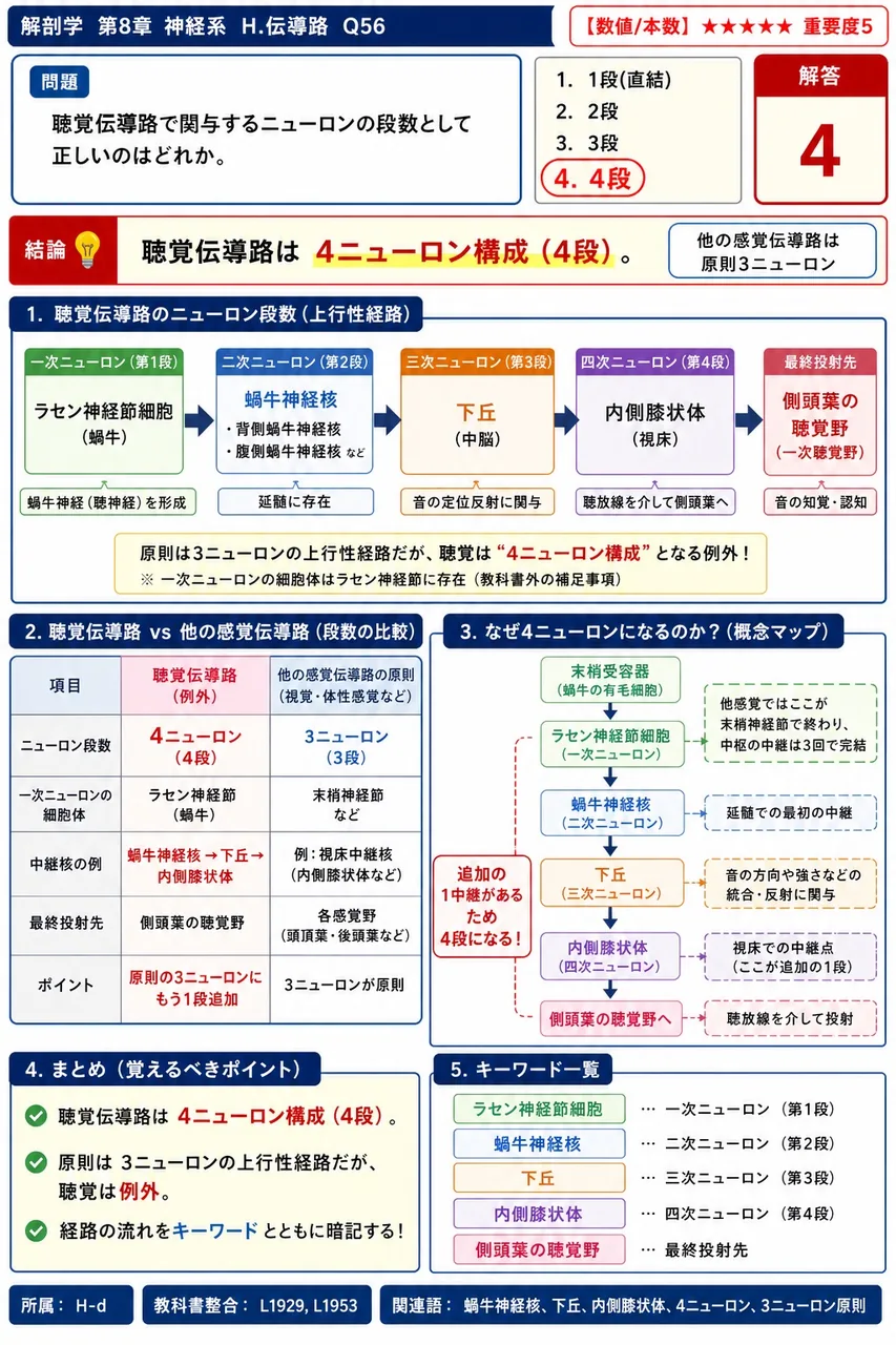 聴覚伝導路で関与するニューロンの段数として正しいのはどれか。 解説図