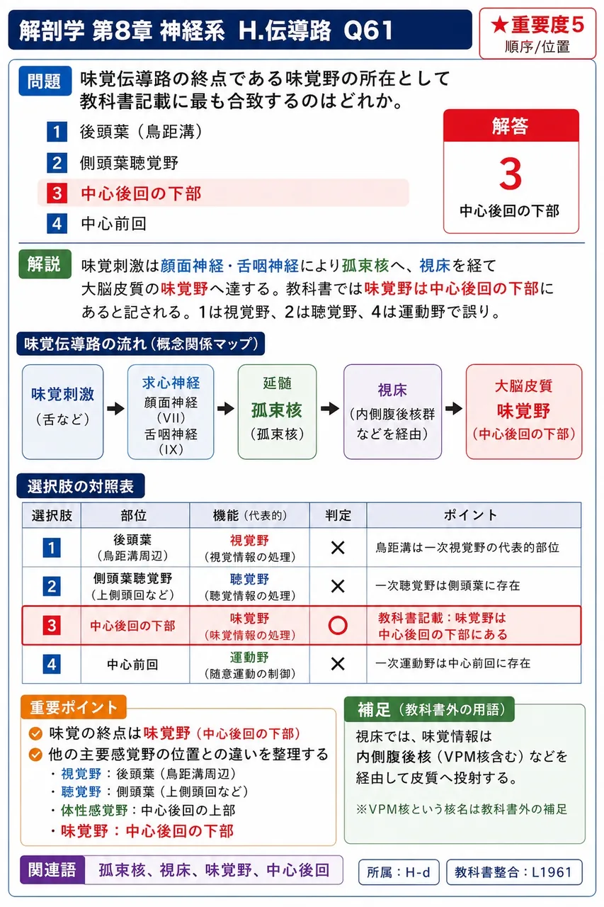 味覚伝導路の終点である味覚野の所在として教科書記載に最も合致するのはどれか。 解説図
