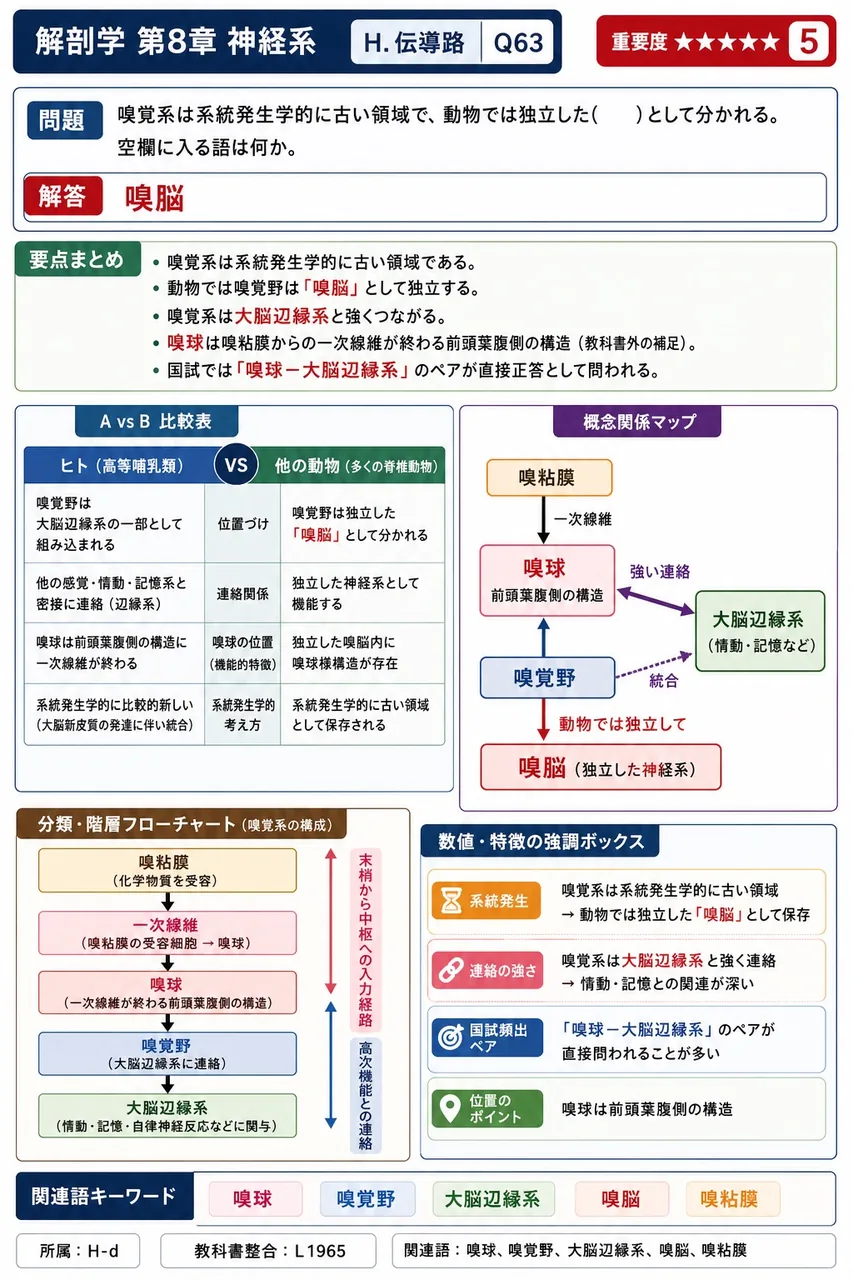 嗅覚系は系統発生学的に古い領域で、動物では独立した( )として分かれる。空欄に入る語は何か。 解説図