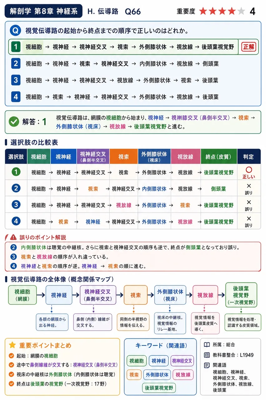 視覚伝導路の起始から終点までの順序で正しいのはどれか。 解説図