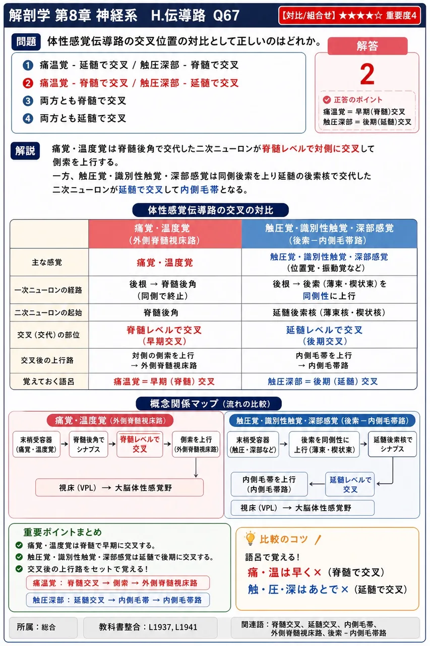 体性感覚伝導路の交叉位置の対比として正しいのはどれか。 解説図
