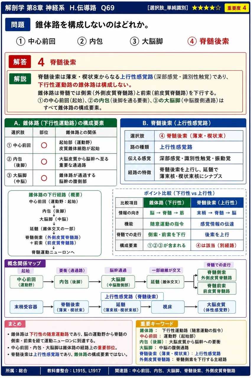 錐体路を構成しないのはどれか。 解説図