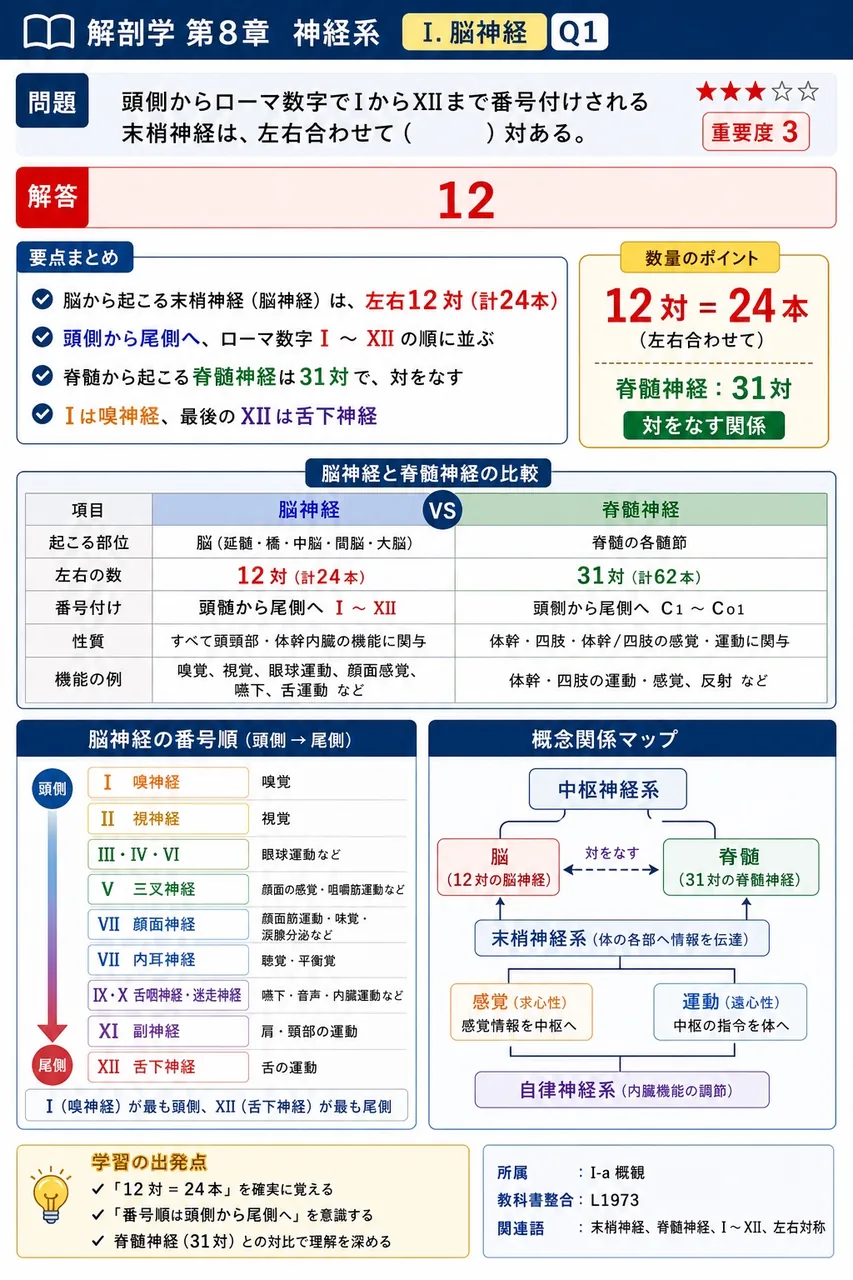 頭側からローマ数字でIからXIIまで番号付けされる末梢神経は、左右合わせて( )対ある。 解説図