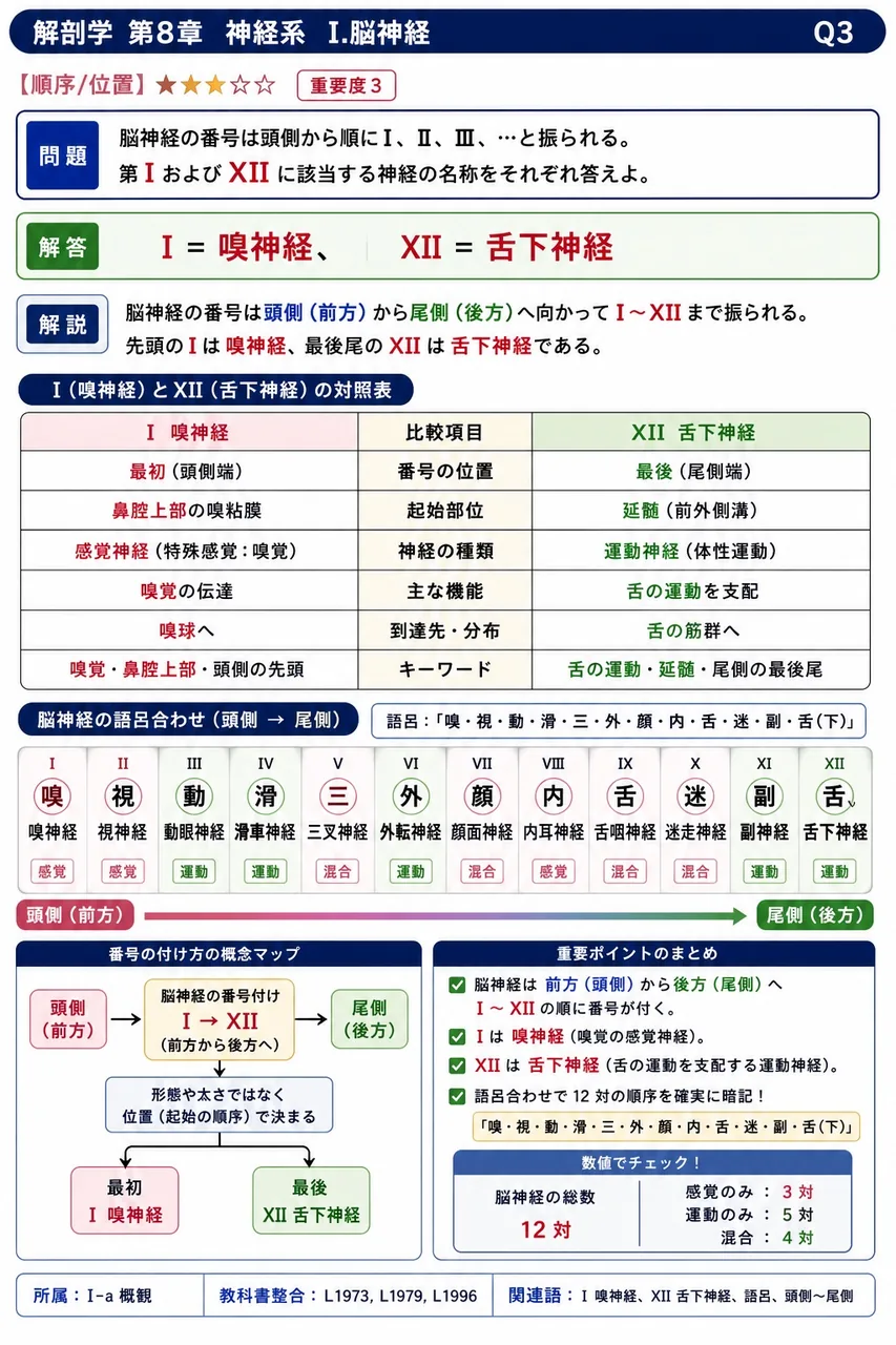 脳神経の番号は頭側から順にI、II、III、…と振られる。第IおよびXIIに該当する神経の名称をそれぞれ答えよ。 解説図