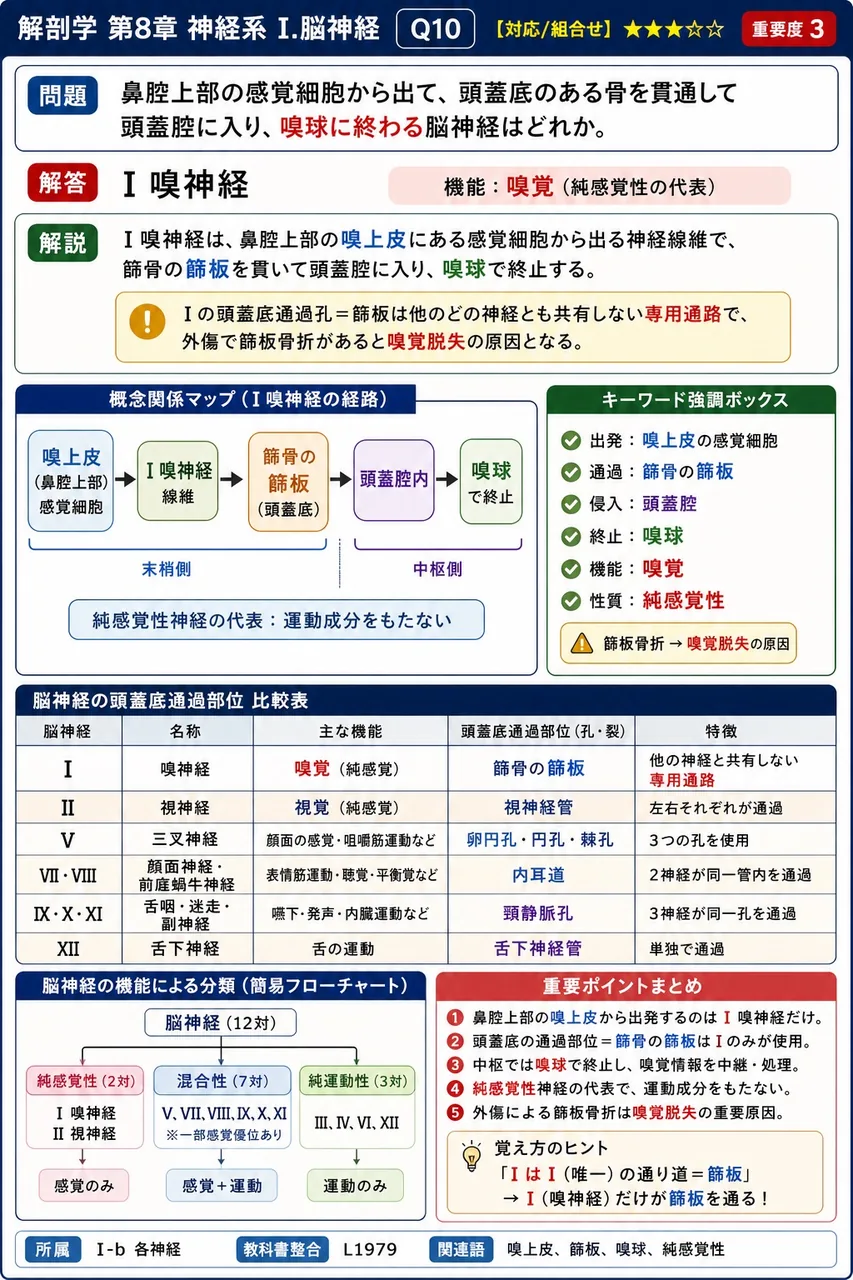 鼻腔上部の感覚細胞から出て、頭蓋底のある骨を貫通して頭蓋腔に入り、嗅球に終わる脳神経はどれか。 解説図