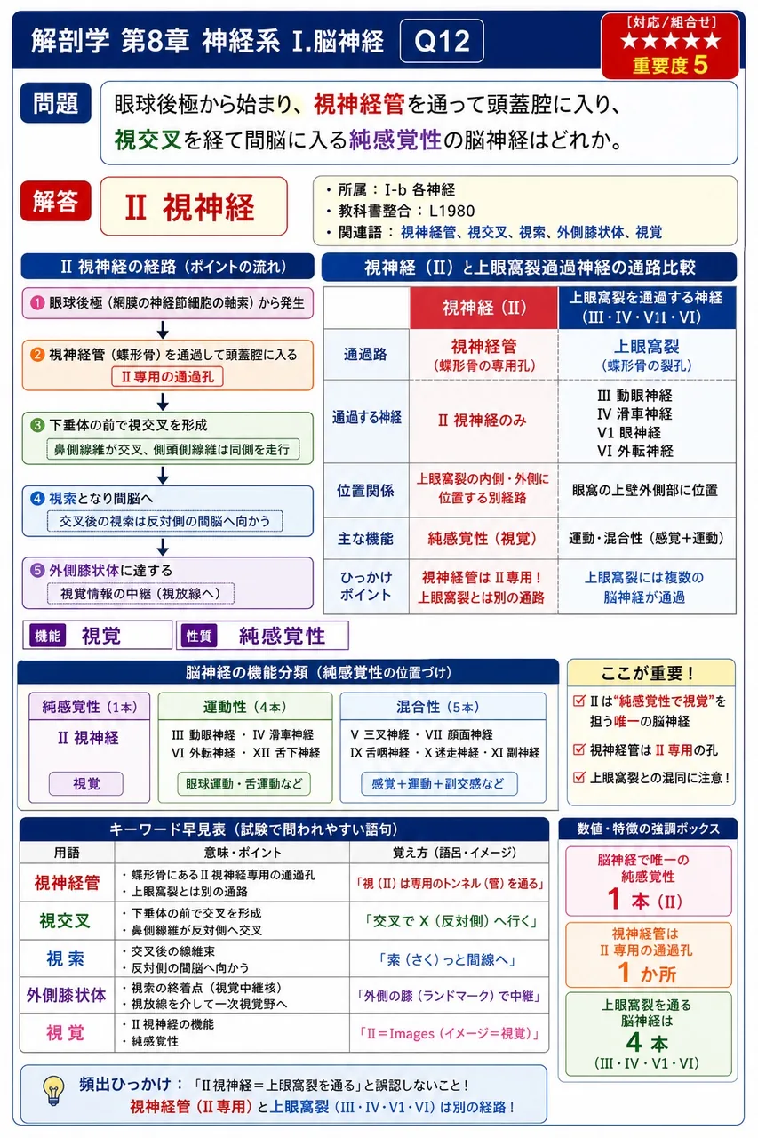 眼球後極から始まり、視神経管を通って頭蓋腔に入り、視交叉を経て間脳に入る純感覚性の脳神経はどれか。 解説図