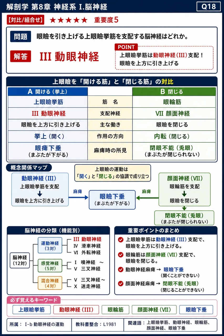 眼瞼を引き上げる上眼瞼挙筋を支配する脳神経はどれか。 解説図