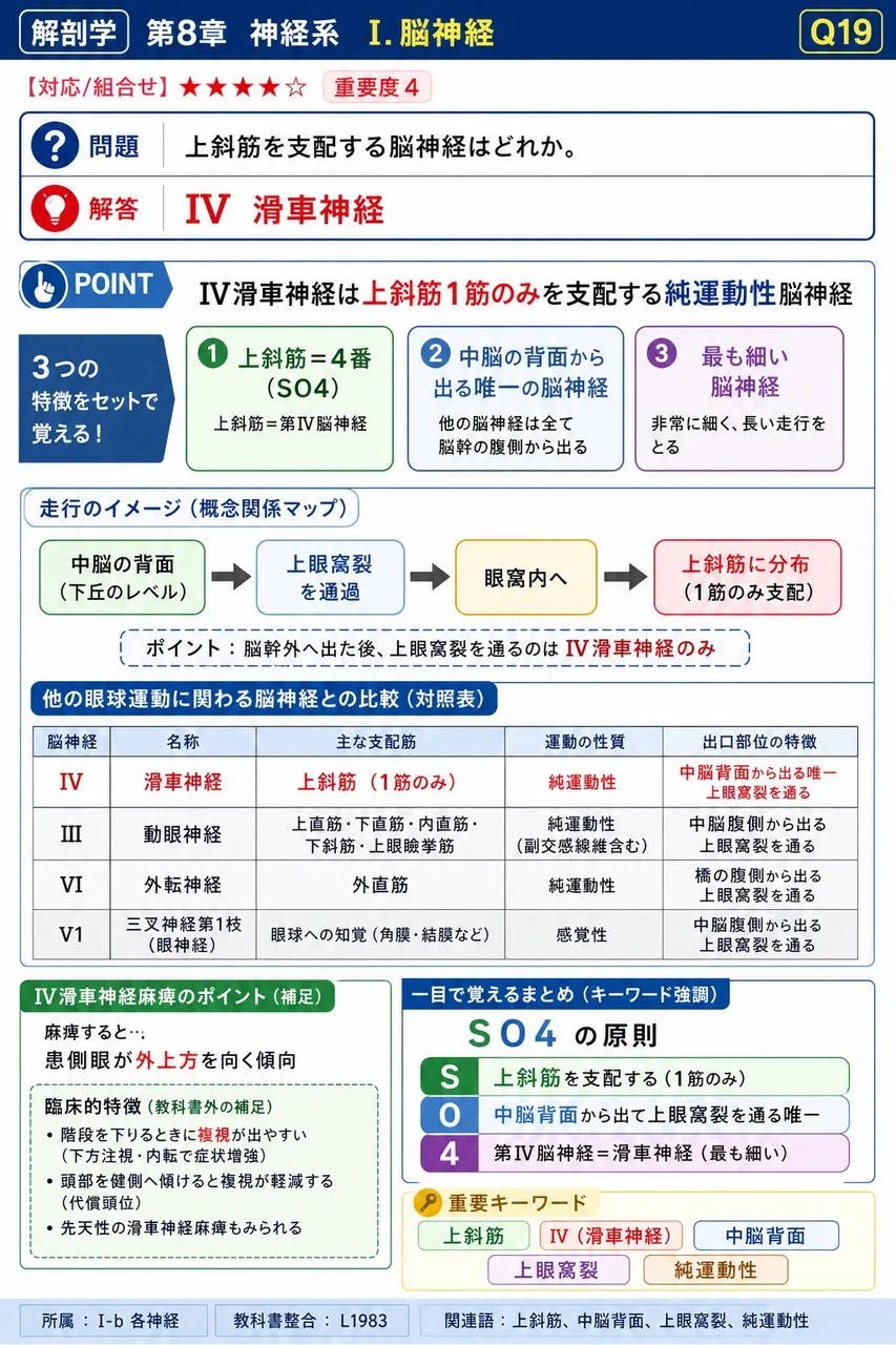 上斜筋を支配する脳神経はどれか。 解説図