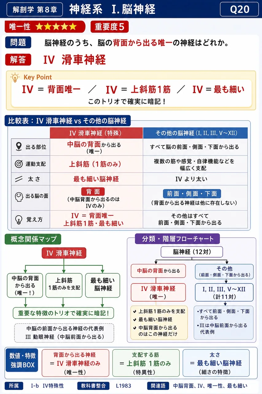 脳神経のうち、脳の背面から出る唯一の神経はどれか。 解説図