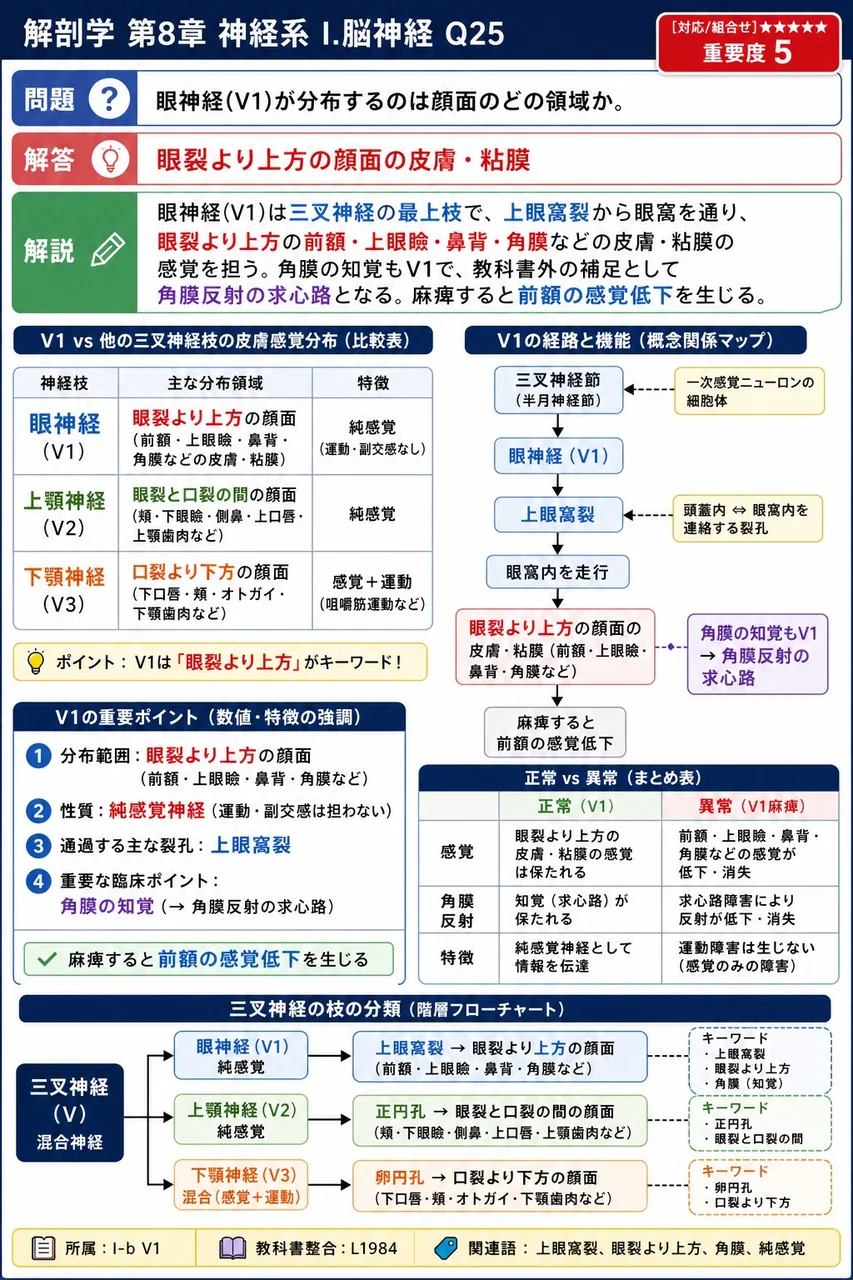 眼神経(V1)が分布するのは顔面のどの領域か。 解説図