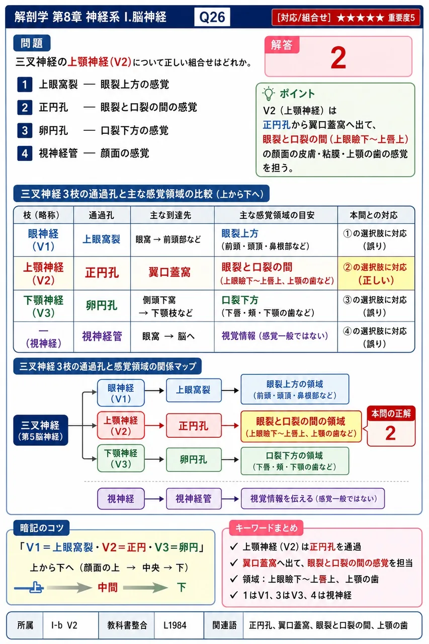三叉神経の上顎神経(V2)について正しい組合せはどれか。 解説図