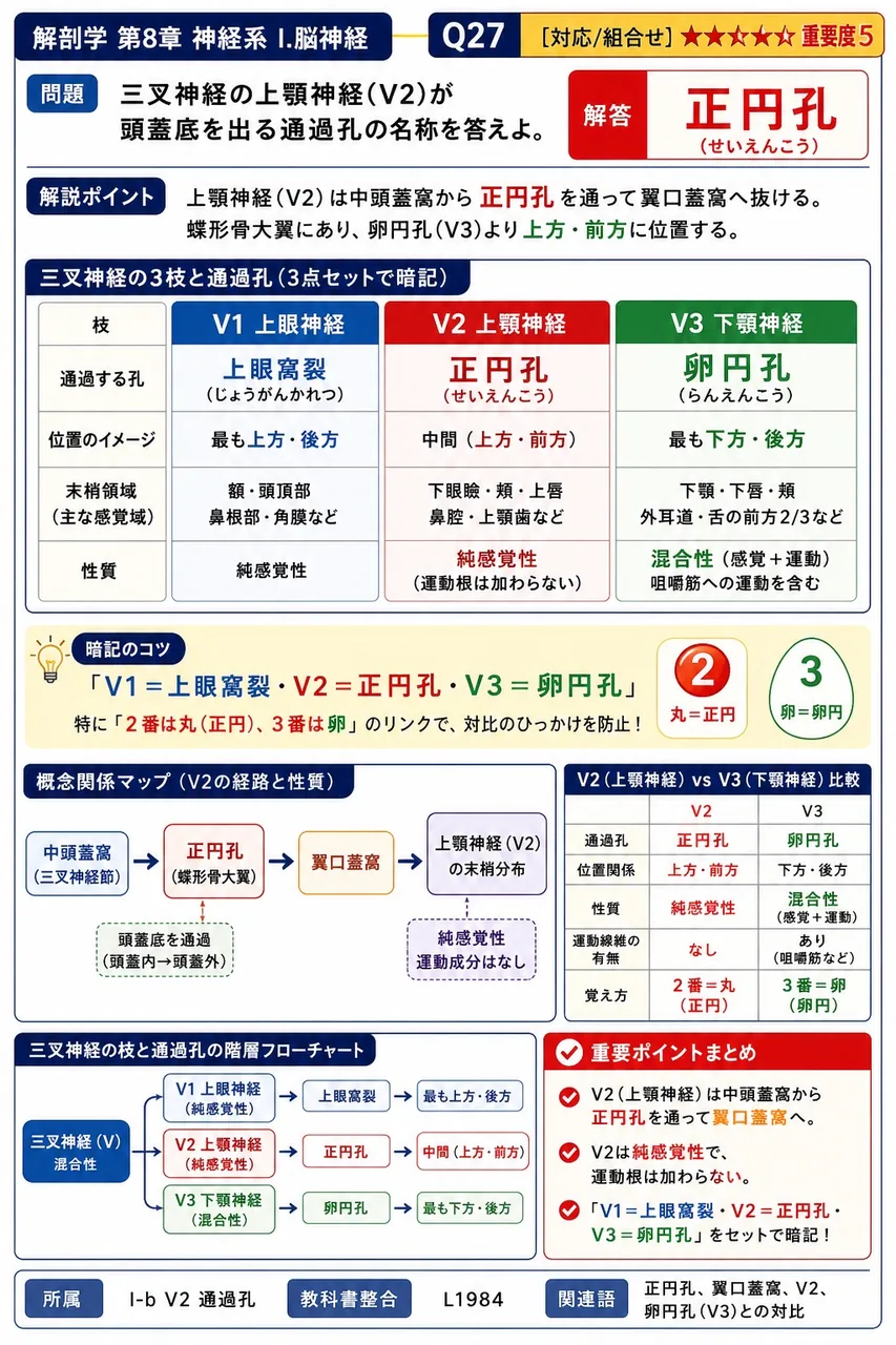 三叉神経の上顎神経(V2)が頭蓋底を出る通過孔の名称を答えよ。 解説図