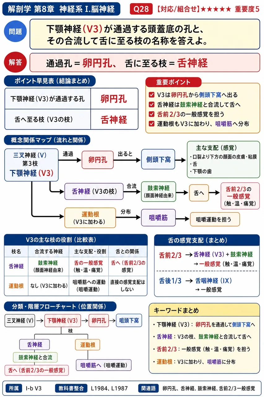 下顎神経(V3)が通過する頭蓋底の孔と、その合流して舌に至る枝の名称を答えよ。 解説図