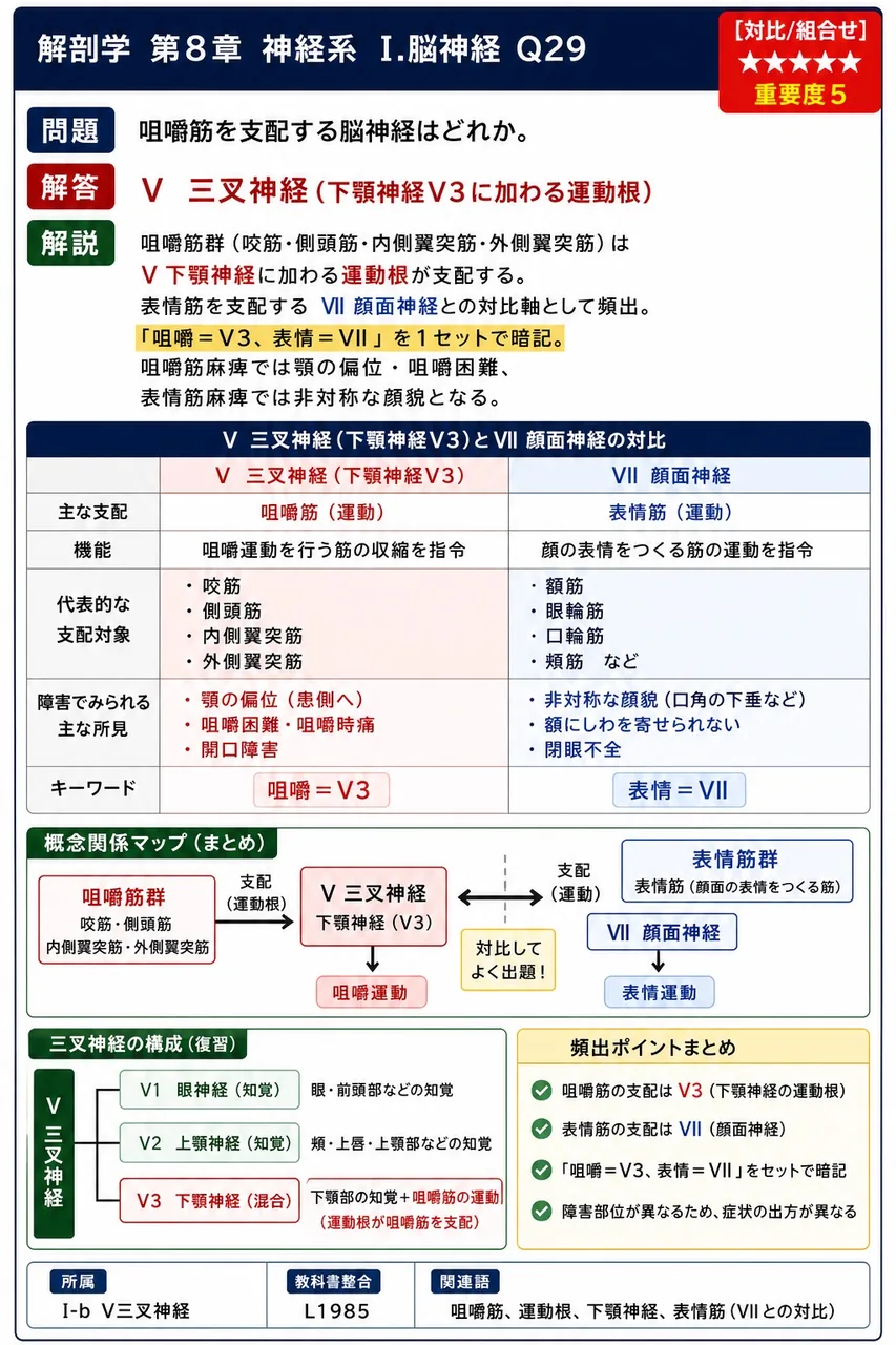 咀嚼筋を支配する脳神経はどれか。 解説図