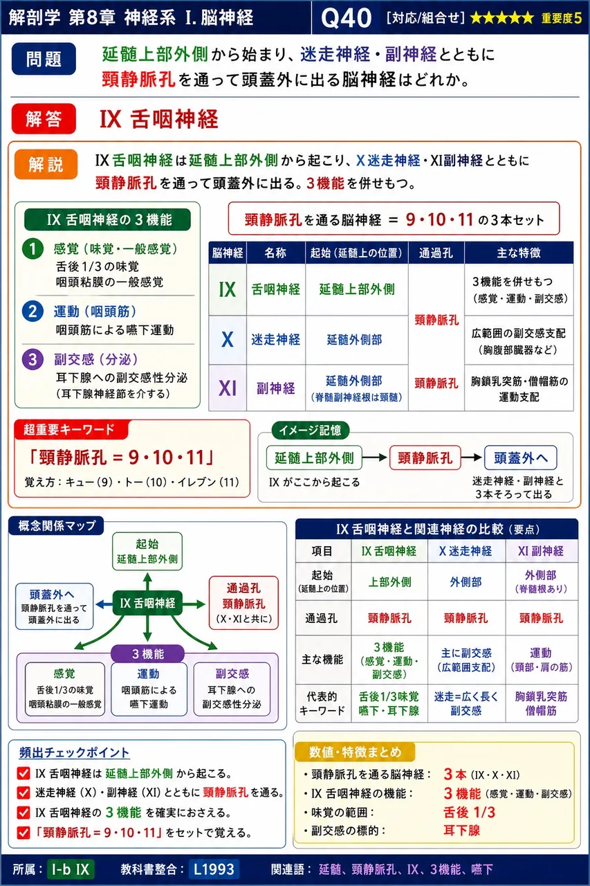 延髄上部外側から始まり、迷走神経・副神経とともに頸静脈孔を通って頭蓋外に出る脳神経はどれか。 解説図