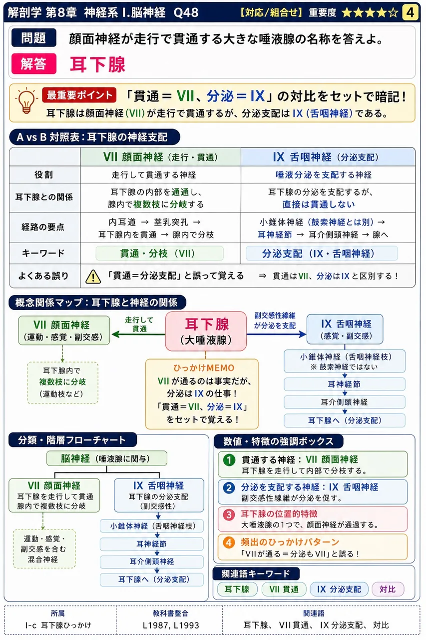 顔面神経が走行で貫通する大きな唾液腺の名称を答えよ。 解説図