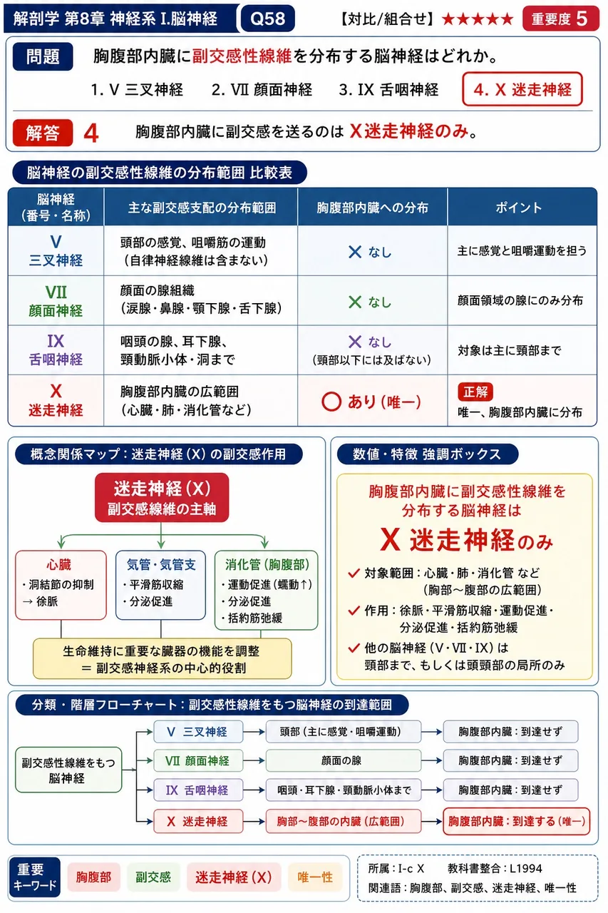 胸腹部内臓に副交感性線維を分布する脳神経はどれか。 解説図