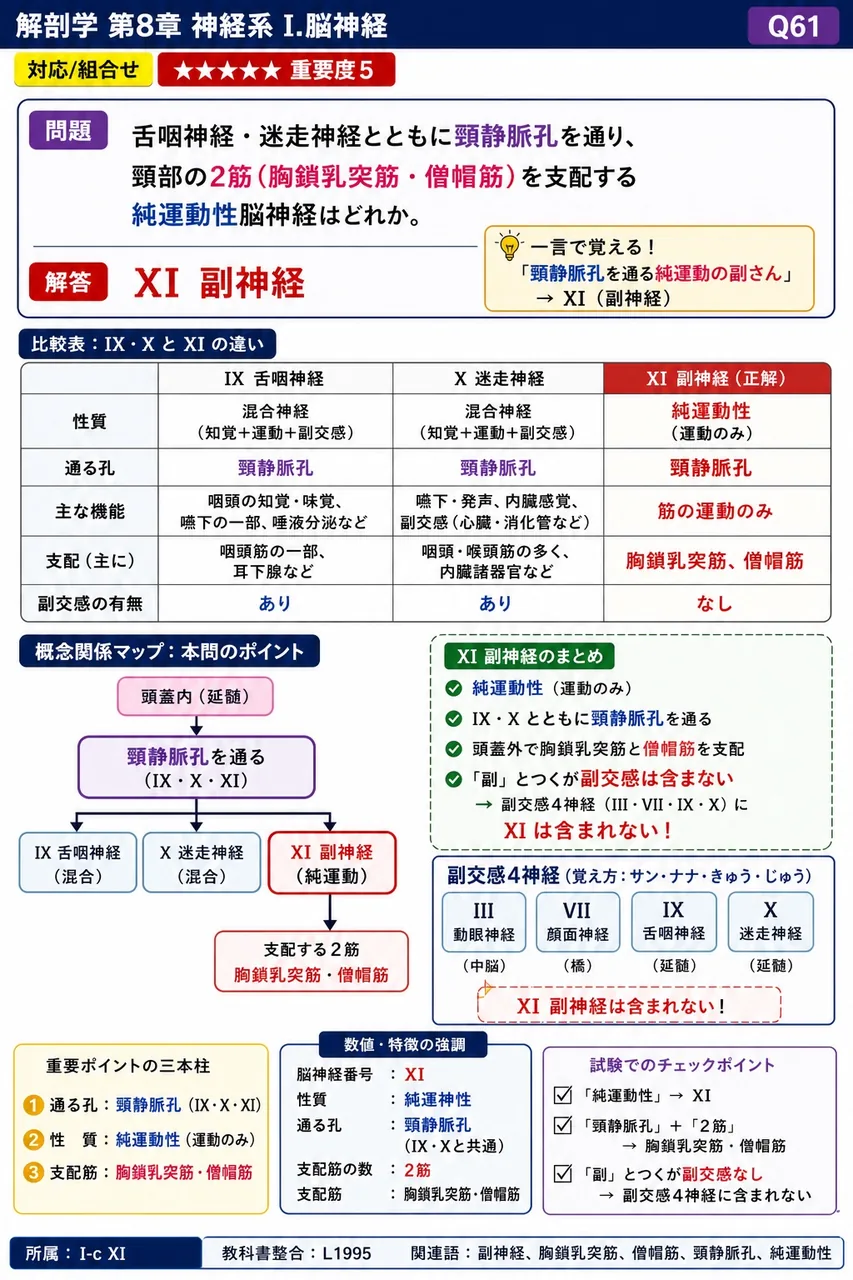 舌咽神経・迷走神経とともに頸静脈孔を通り、頸部の2筋(胸鎖乳突筋・僧帽筋)を支配する純運動性脳神経はどれか。 解説図