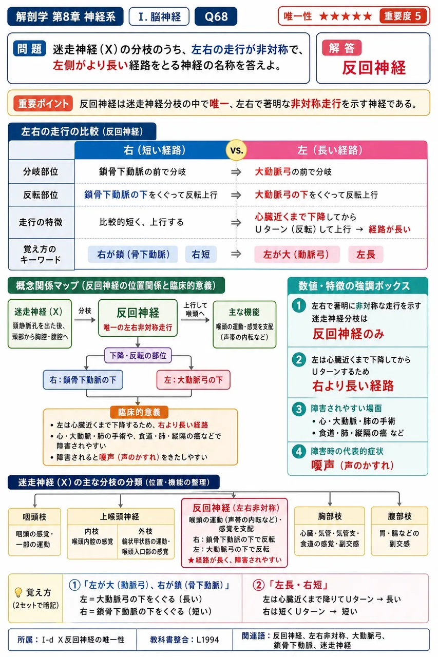 迷走神経(X)の分枝のうち、左右の走行が非対称で、左側がより長い経路をとる神経の名称を答えよ。 解説図