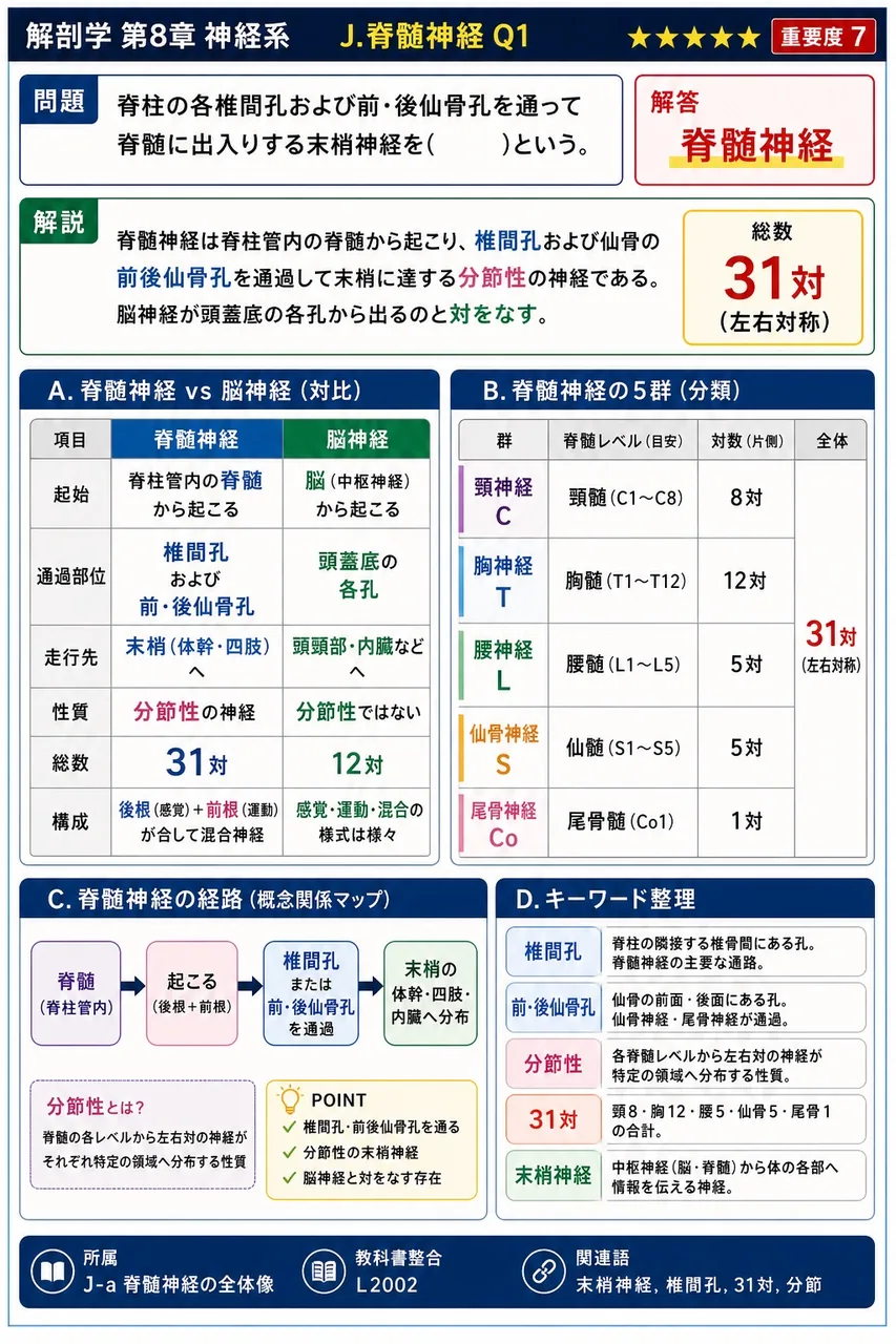 脊柱の各椎間孔および前・後仙骨孔を通って脊髄に出入りする末梢神経を( )という。 解説図