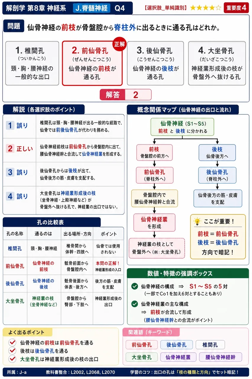 仙骨神経の前枝が骨盤腔から脊柱外に出るときに通る孔はどれか。 解説図