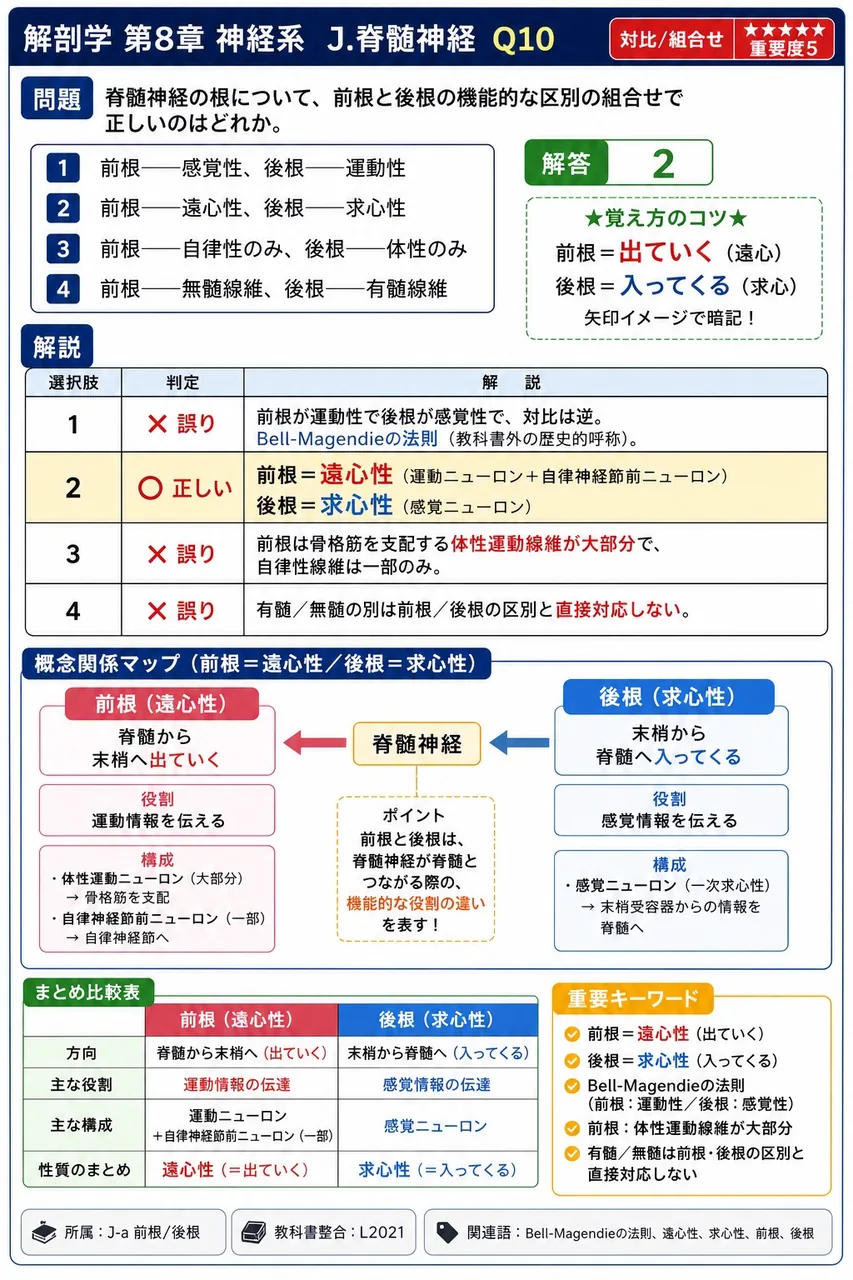 脊髄神経の根について、前根と後根の機能的な区別の組合せで正しいのはどれか。 解説図