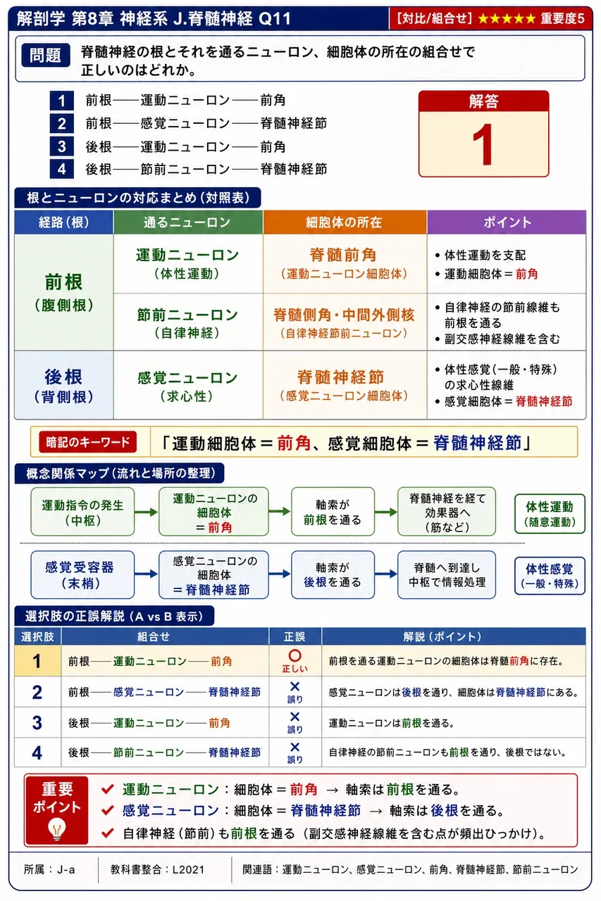 脊髄神経の根とそれを通るニューロン、細胞体の所在の組合せで正しいのはどれか。 解説図