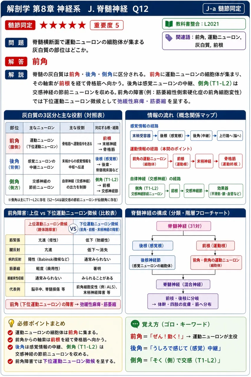 脊髄横断面で運動ニューロンの細胞体が集まる灰白質の部位はどこか。 解説図