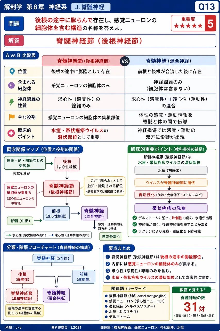 後根の途中に膨らんで存在し、感覚ニューロンの細胞体を含む構造の名称を答えよ。 解説図