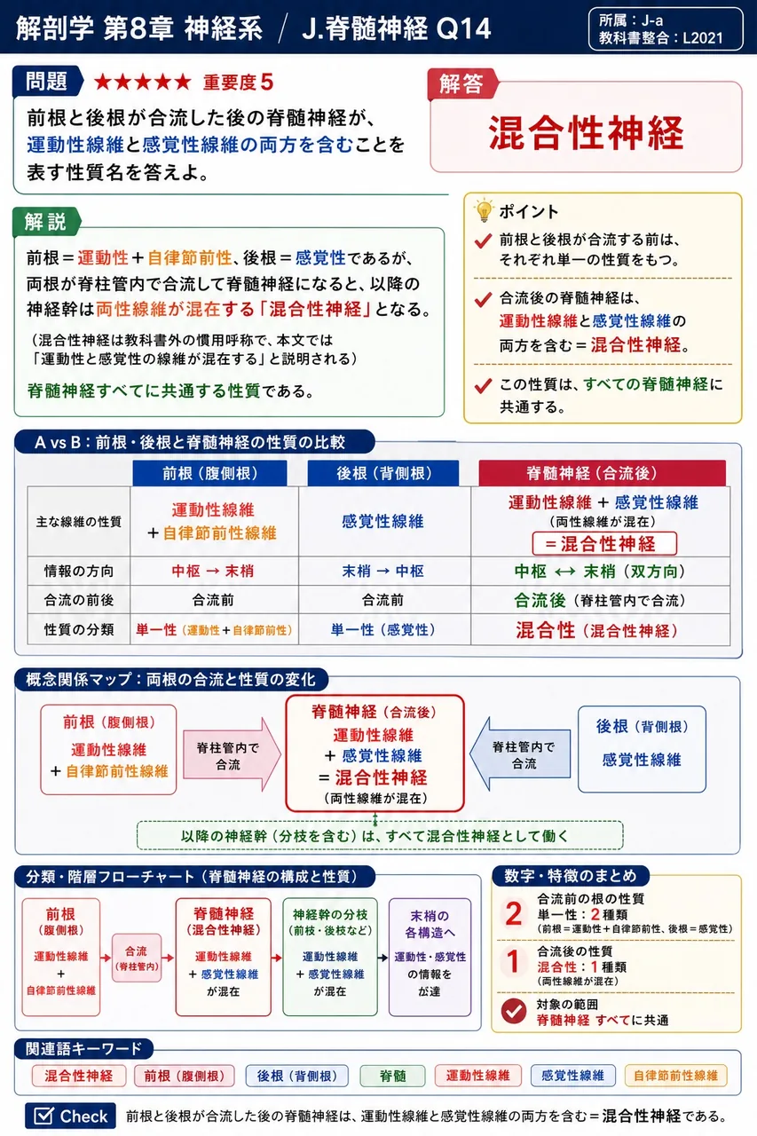 前根と後根が合流した後の脊髄神経が、運動性線維と感覚性線維の両方を含むことを表す性質名を答えよ。 解説図