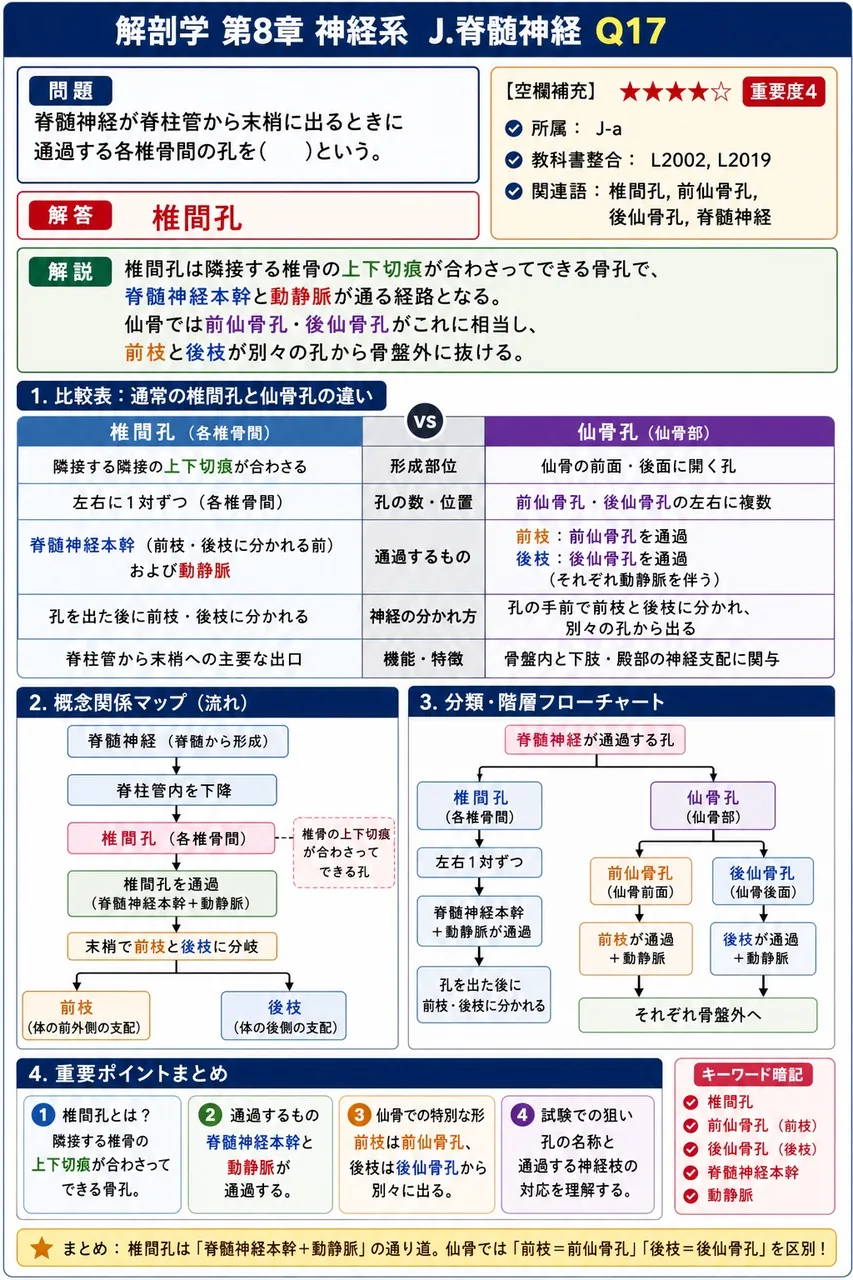 脊髄神経が脊柱管から末梢に出るときに通過する各椎骨間の孔を( )という。 解説図