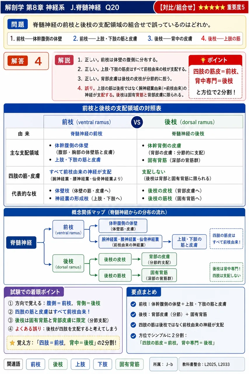 脊髄神経の前枝と後枝の支配領域の組合せで誤っているのはどれか。 解説図