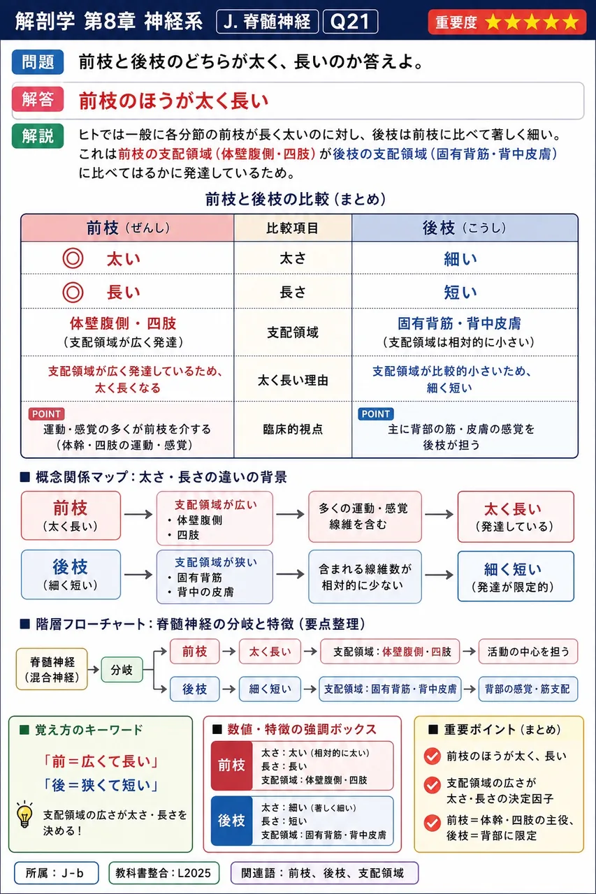 前枝と後枝のどちらが太く、長いのか答えよ。 解説図