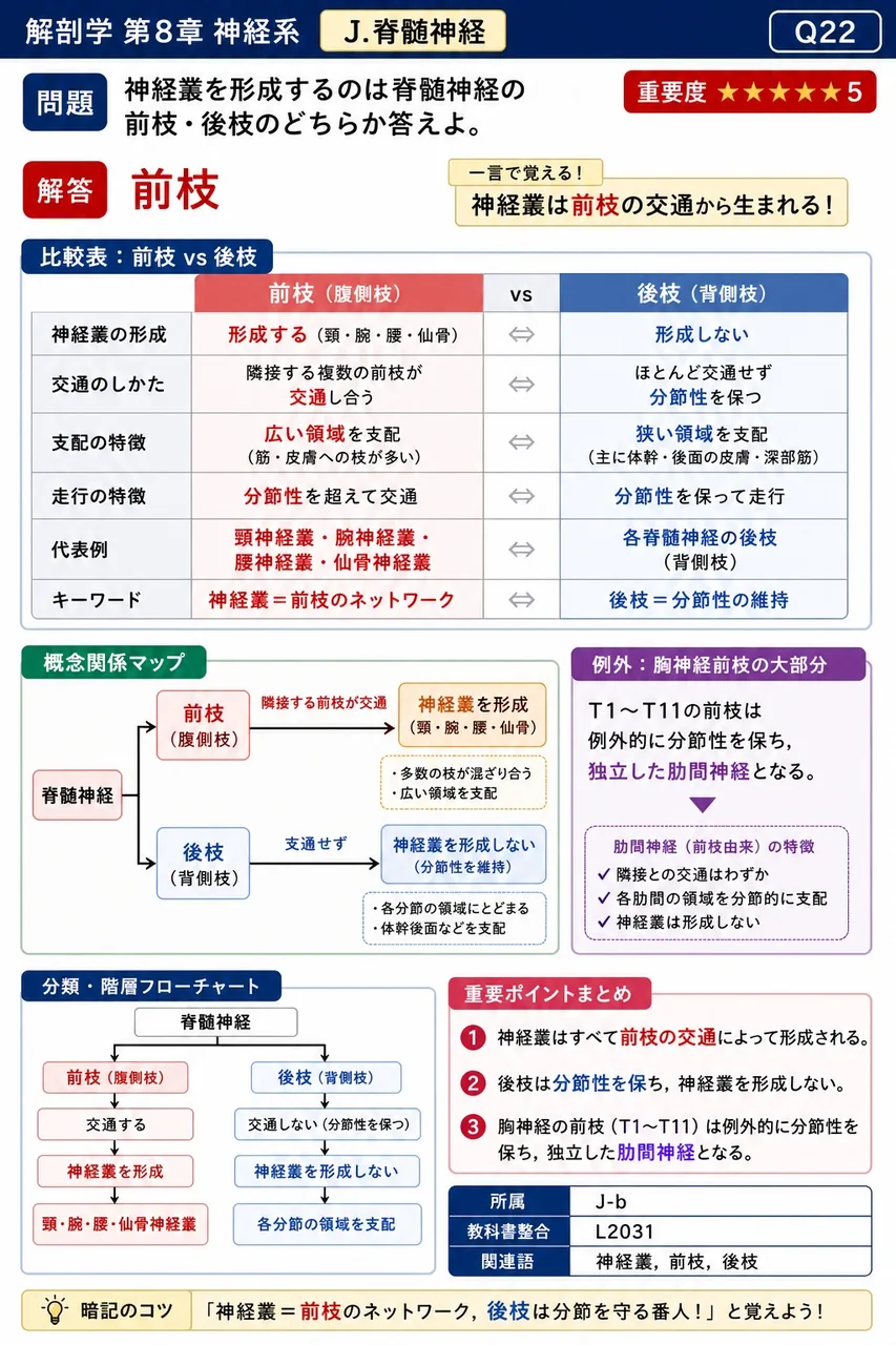 神経叢を形成するのは脊髄神経の前枝・後枝のどちらか答えよ。 解説図