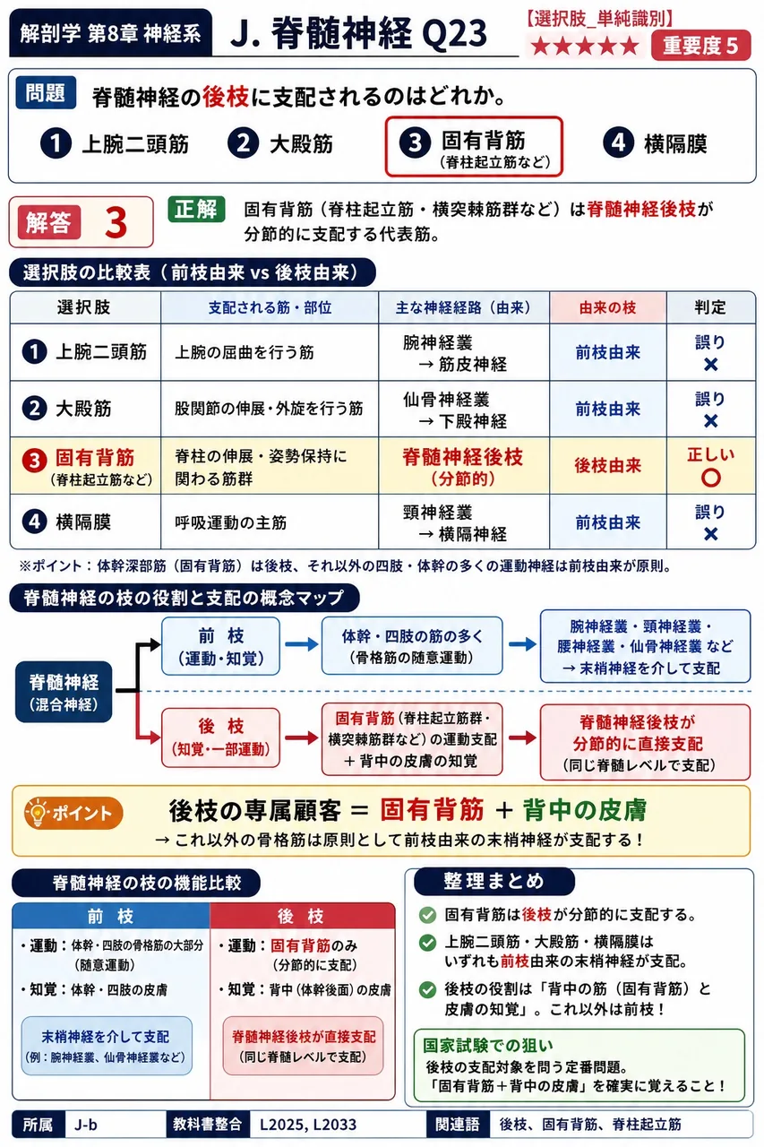 脊髄神経の後枝に支配されるのはどれか。 解説図