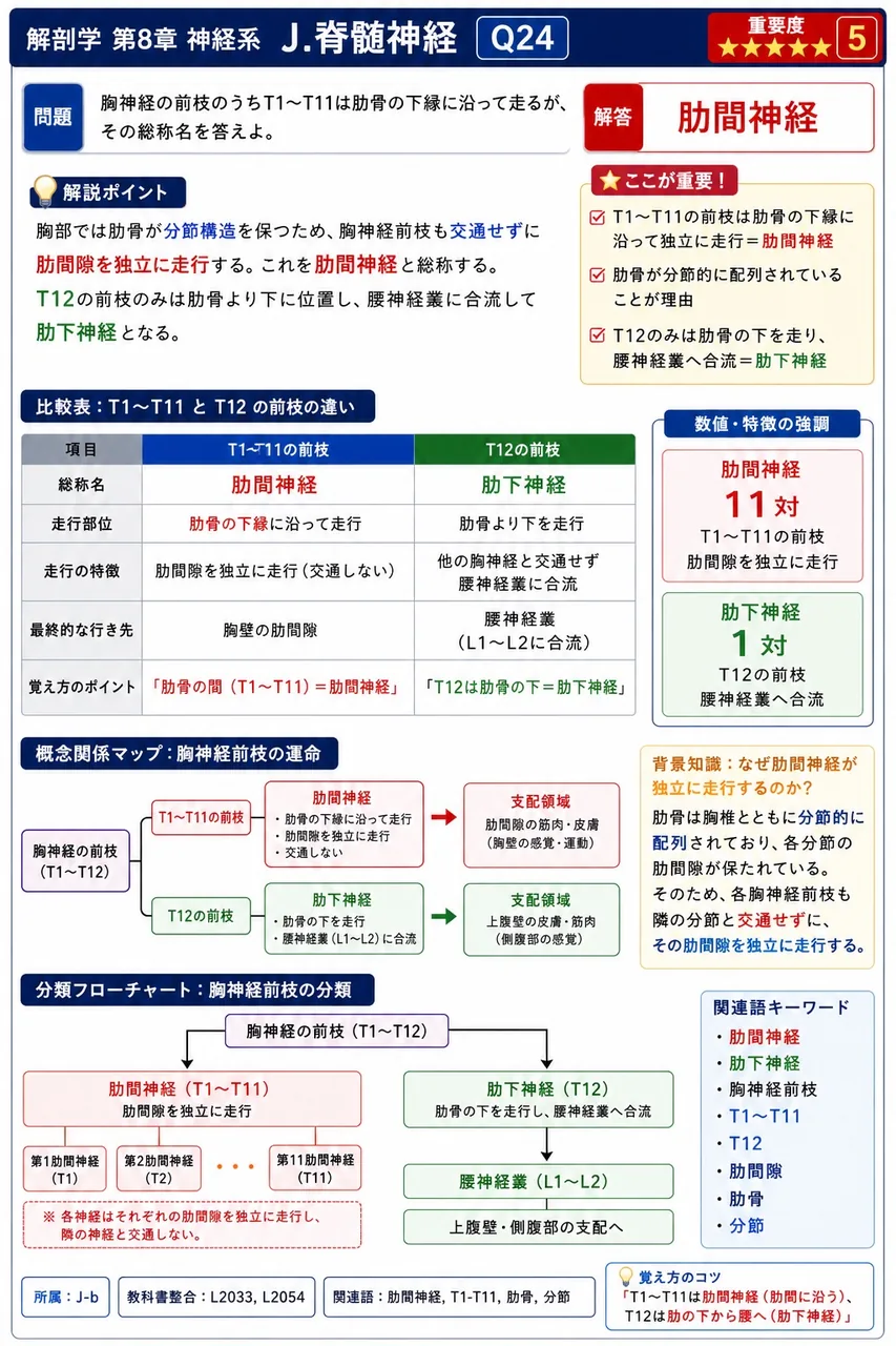 胸神経の前枝のうちT1〜T11は肋骨の下縁に沿って走るが、その総称名を答えよ。 解説図