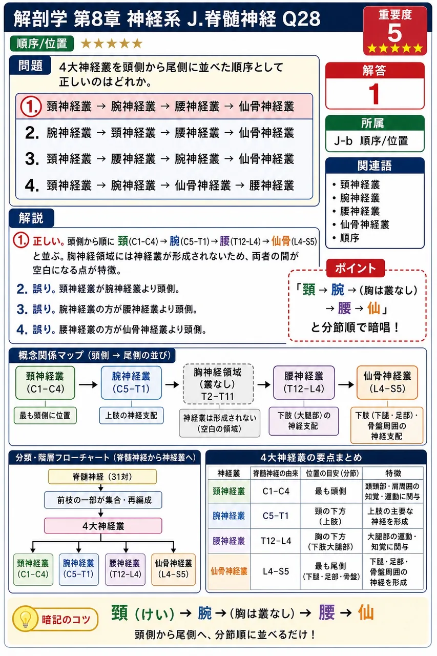 4大神経叢を頭側から尾側に並べた順序として正しいのはどれか。 解説図
