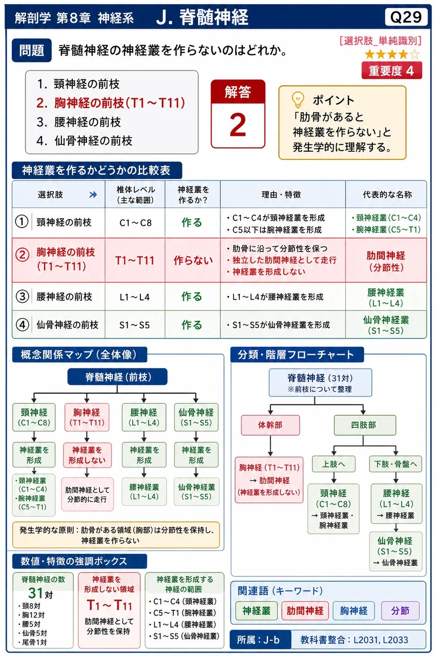 脊髄神経の神経叢を作らないのはどれか。 解説図