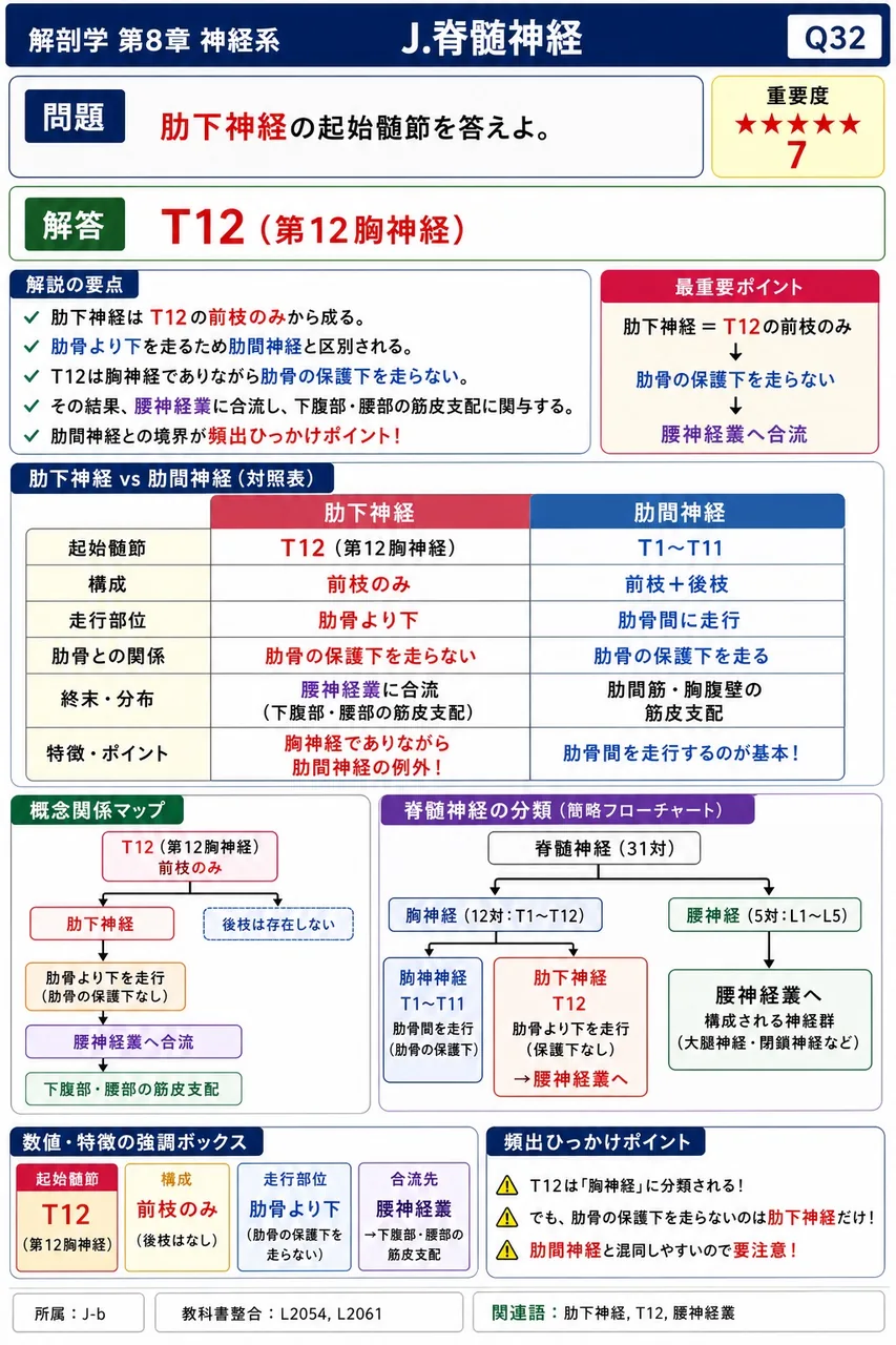 肋下神経の起始髄節を答えよ。 解説図