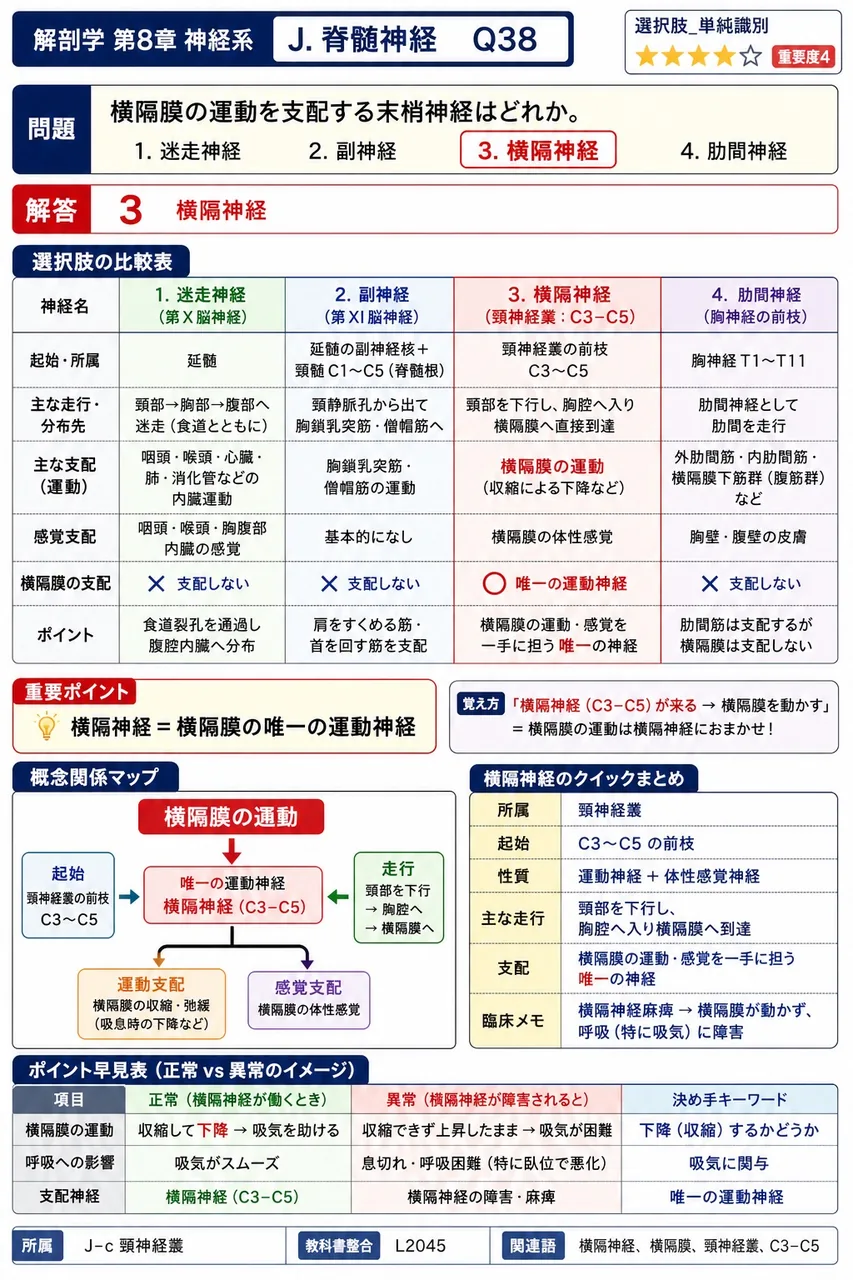横隔膜の運動を支配する末梢神経はどれか。 解説図