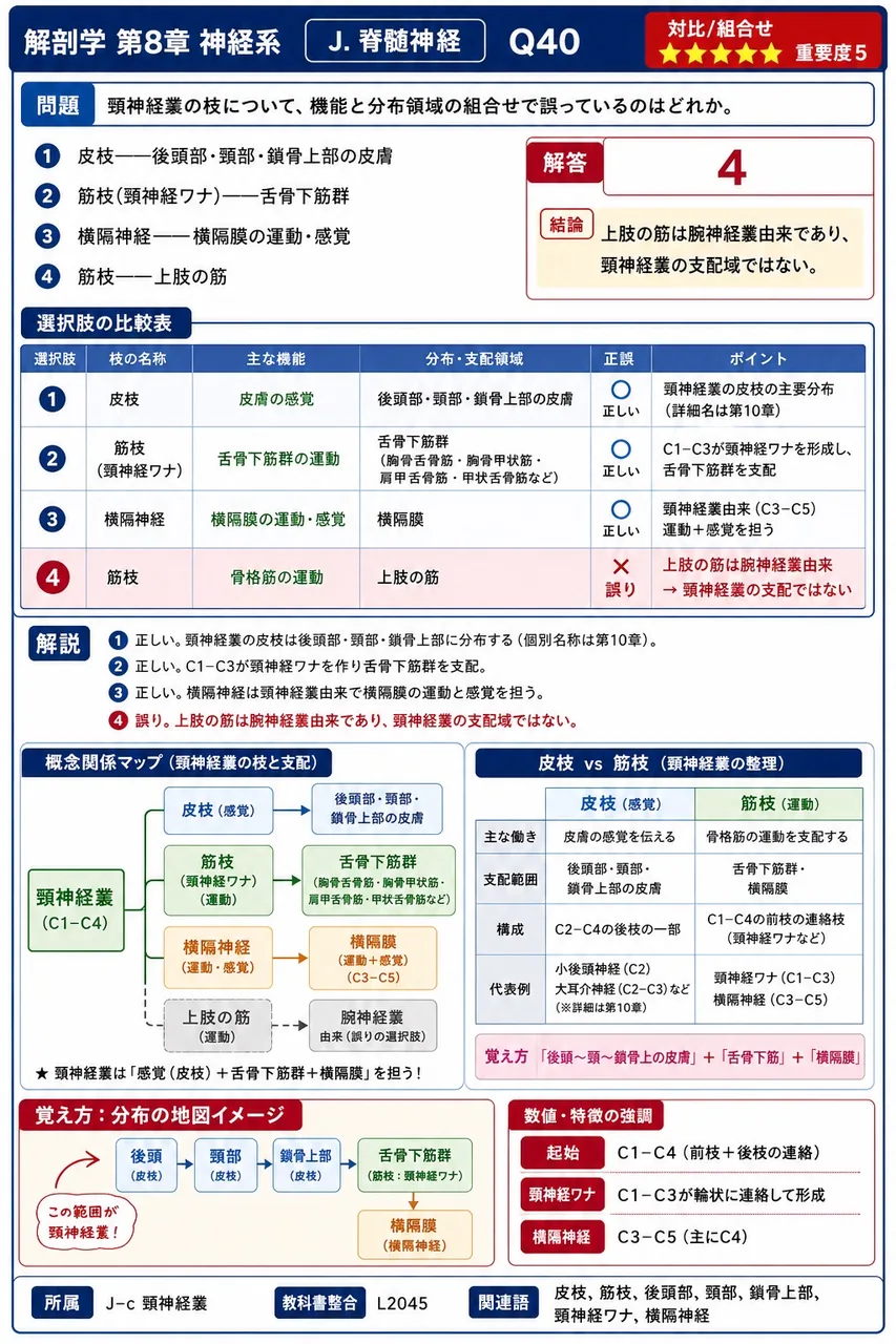 頸神経叢の枝について、機能と分布領域の組合せで誤っているのはどれか。 解説図